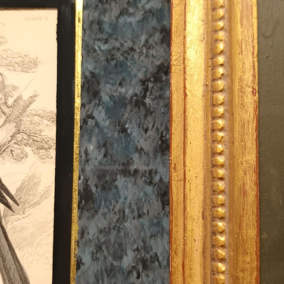 photo buy A Set Of 19th Century Framed Bird Engravings By William Swainson