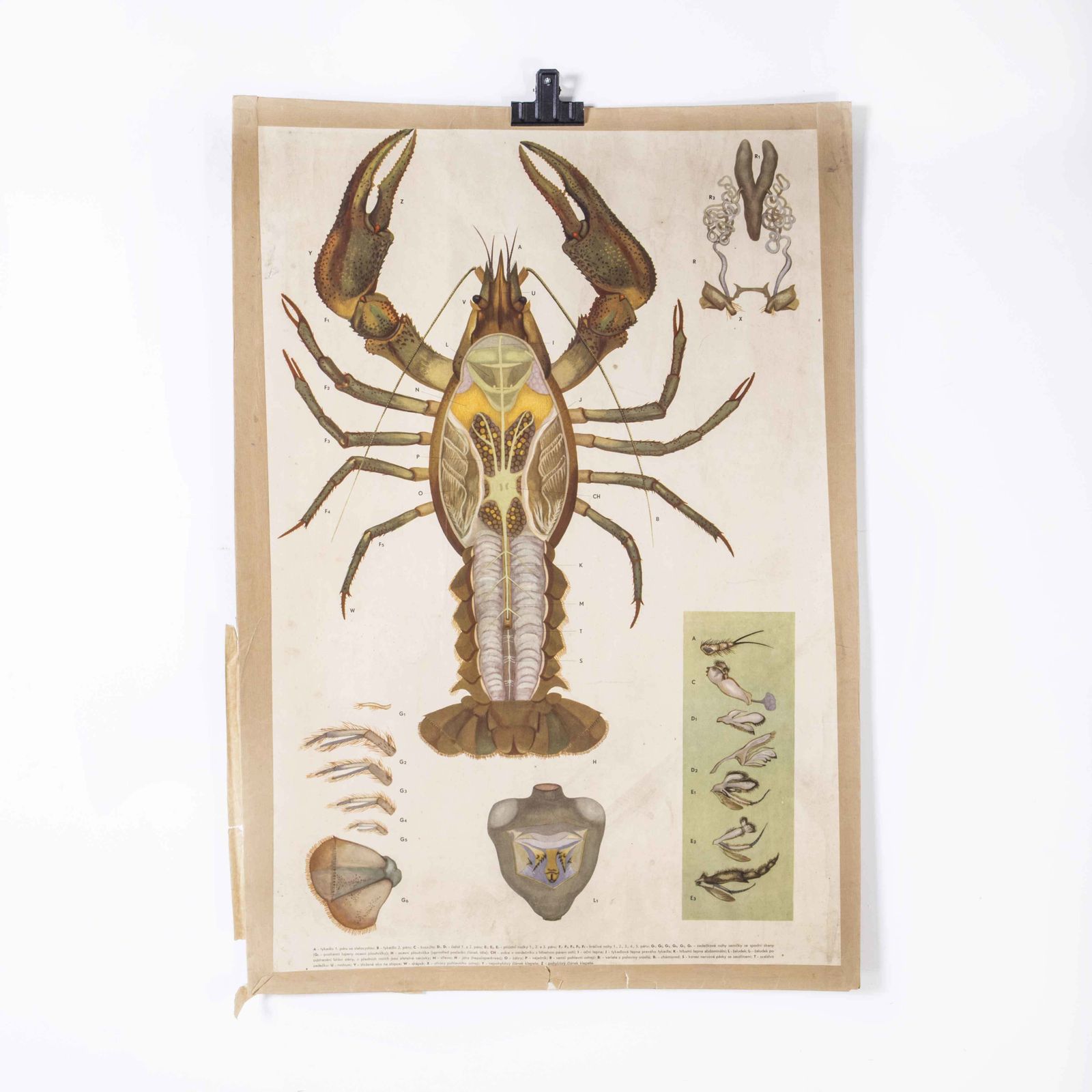 1960’s Lobster Anatomy Educational Poster