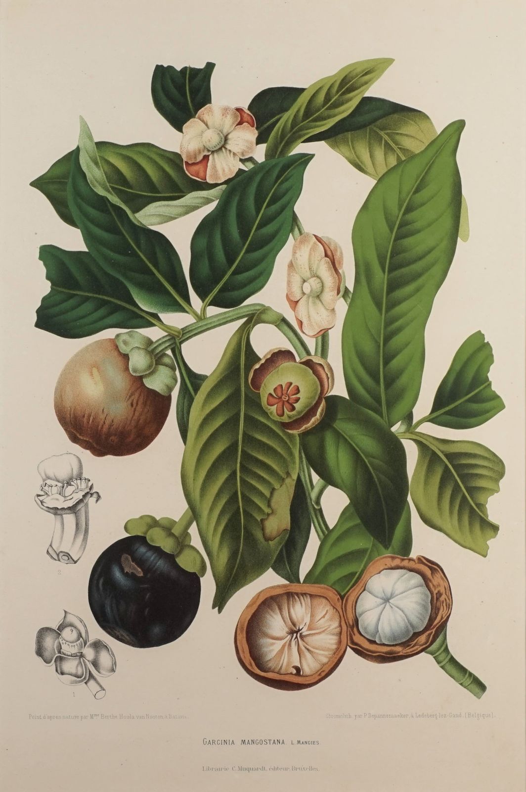 Pair Of Botanical Lithographs, Mangosteen And Cashew, By De Pannemaeker After Hoola Van Nooten photo 950.0