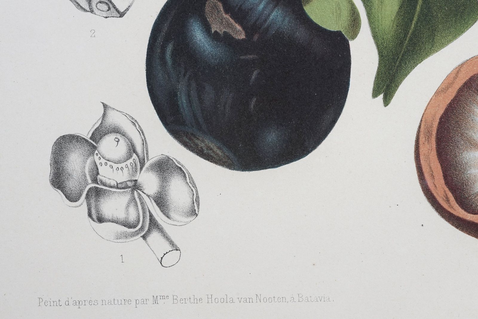 Pair Of Botanical Lithographs, Mangosteen And Cashew, By De Pannemaeker After Hoola Van Nooten photo buy