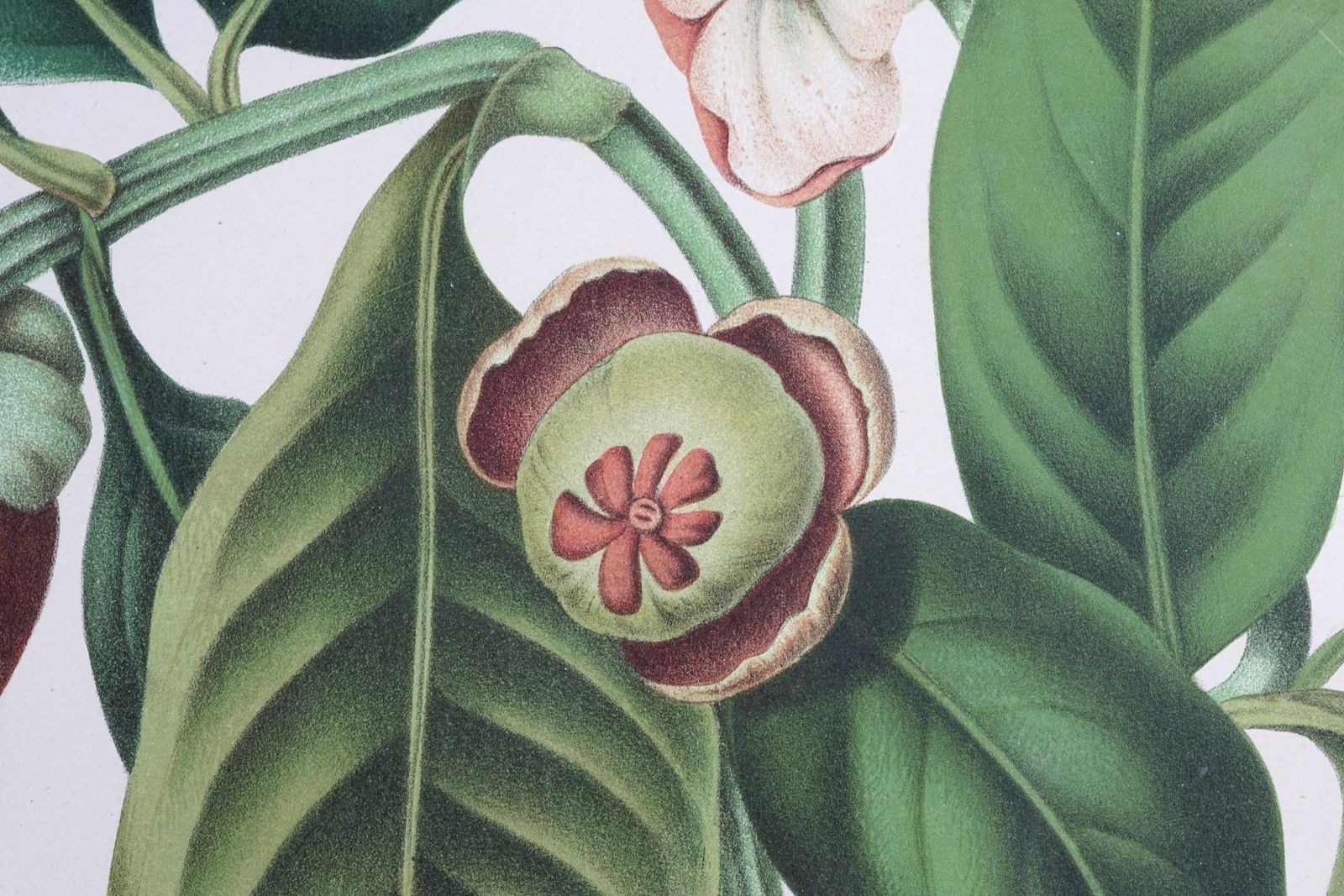 photo for sale Pair Of Botanical Lithographs, Mangosteen And Cashew, By De Pannemaeker After Hoola Van Nooten