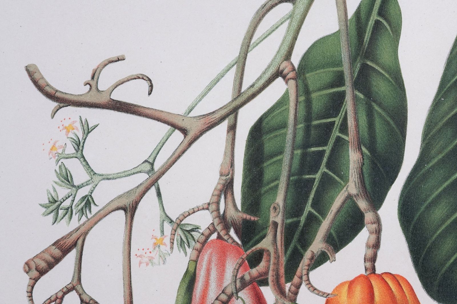 photo buy Pair Of Botanical Lithographs, Mangosteen And Cashew, By De Pannemaeker After Hoola Van Nooten