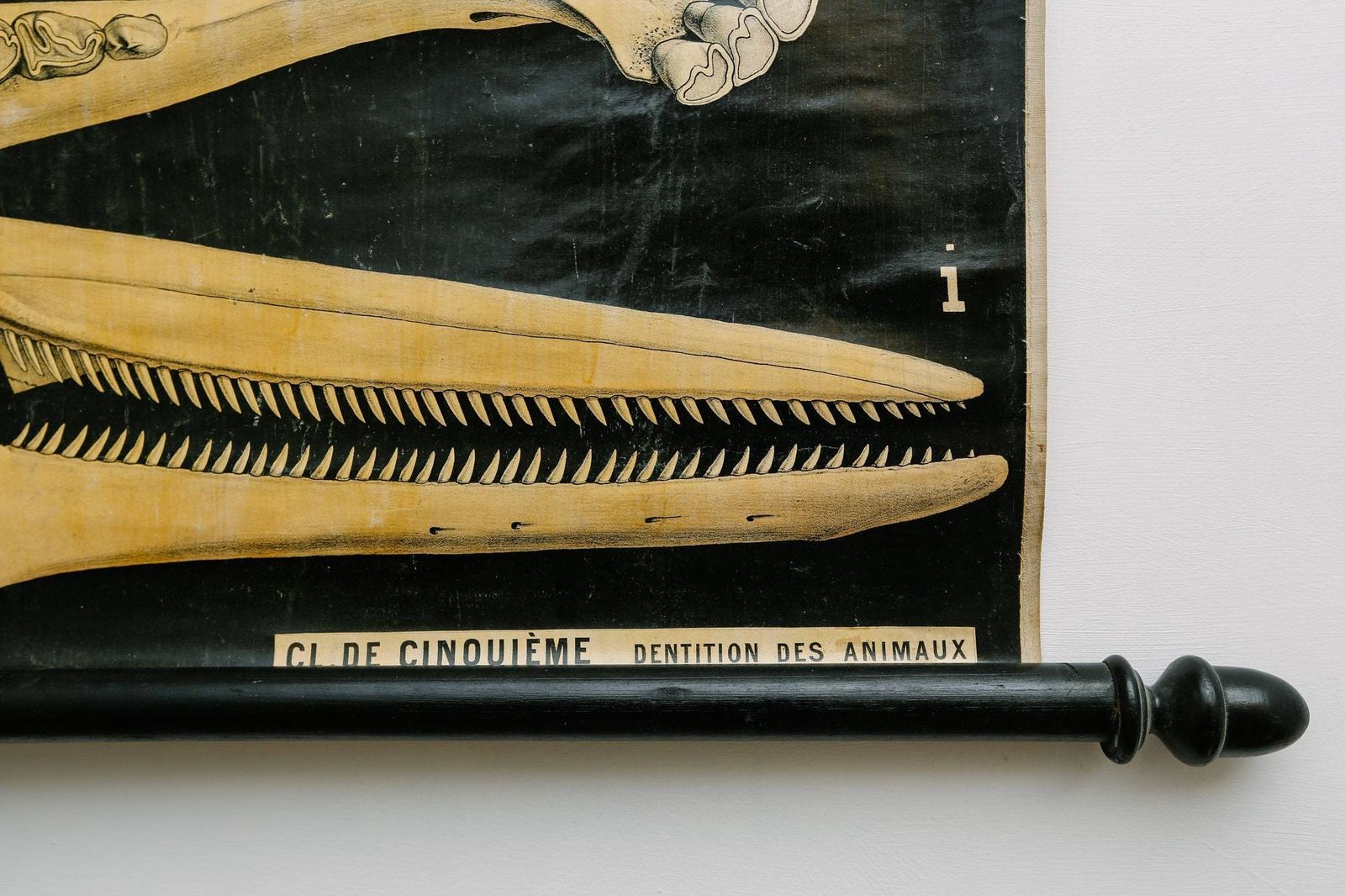Original Zoological Antique Vintage Paul Gervais French School Wall Chart Animal Dentition Teeth Anatomy Curiosities Curios 19th Century photo 388.0