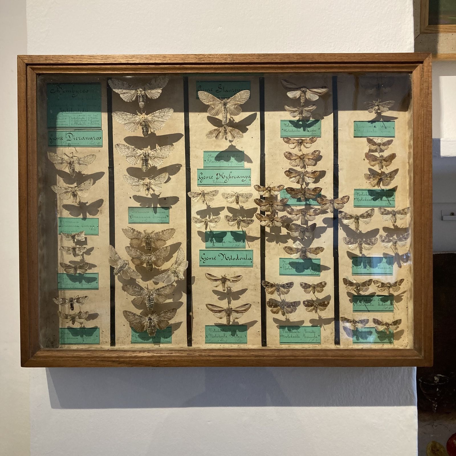 Three Specimen Cases Containing Various Species Of Moths Display Cases
