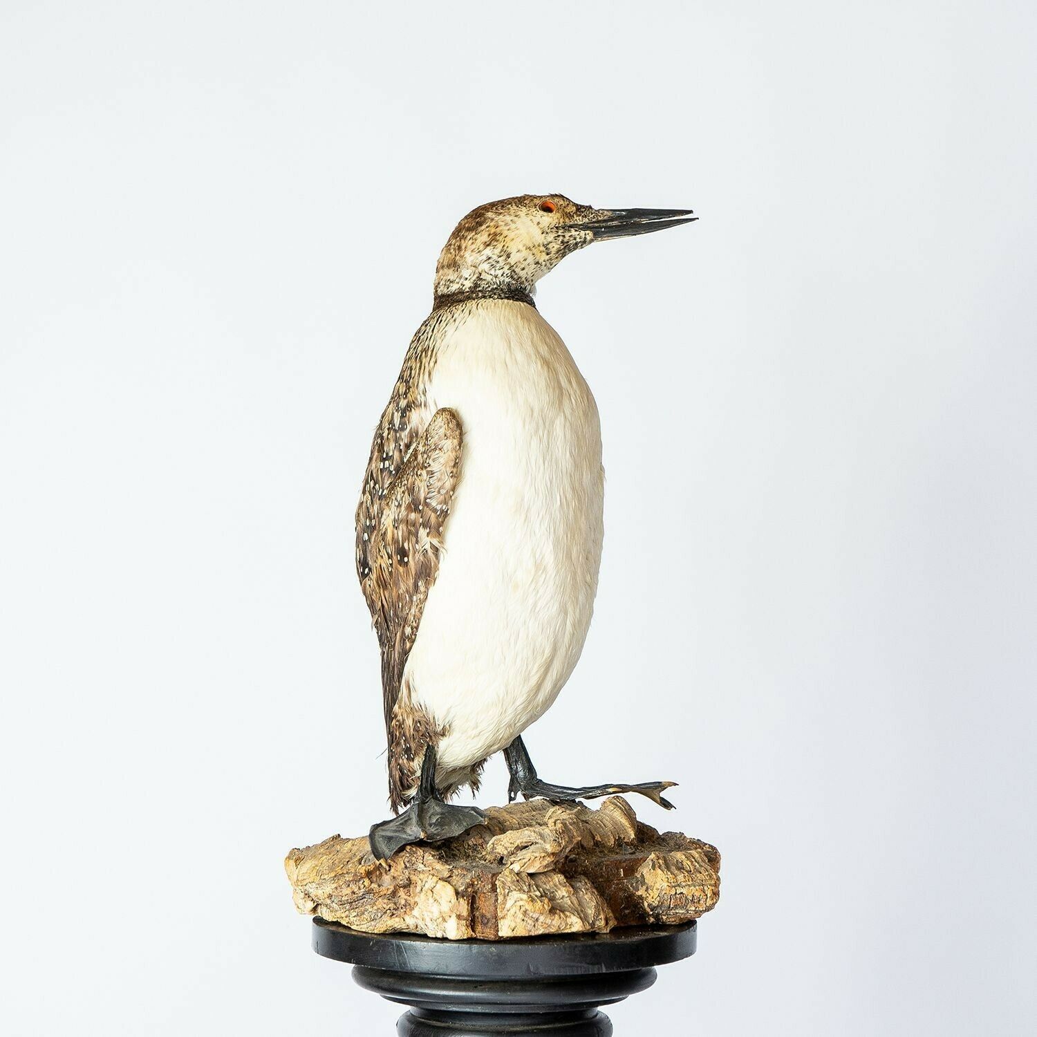 Antique Mounted Taxidermy Loon On Naturalistic Base, Early 20th Century Stuffed Aquatic Bird