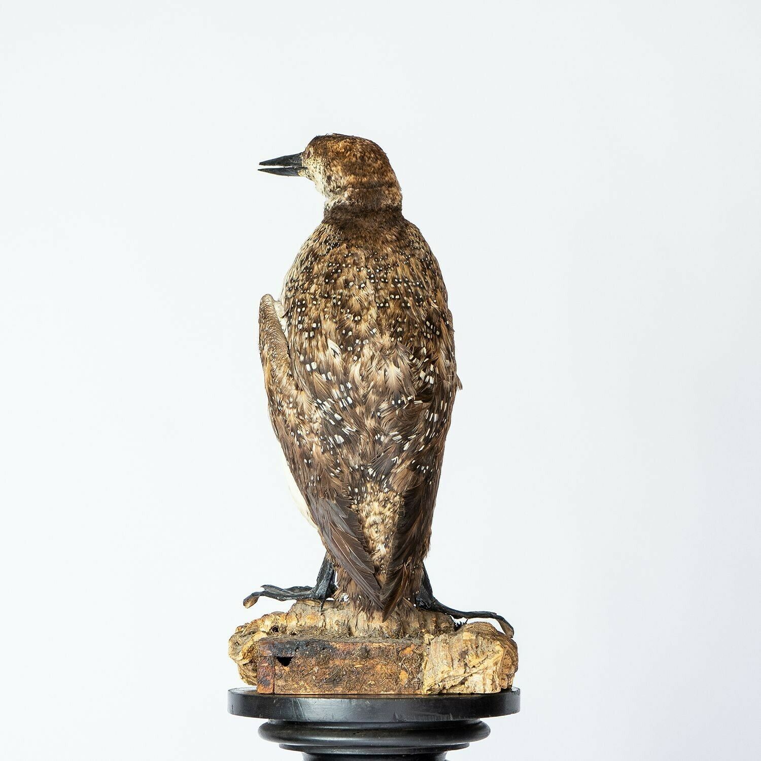 Home Decor Antique Mounted Taxidermy Loon On Naturalistic Base, Early 20th Century Stuffed Aquatic Bird photo