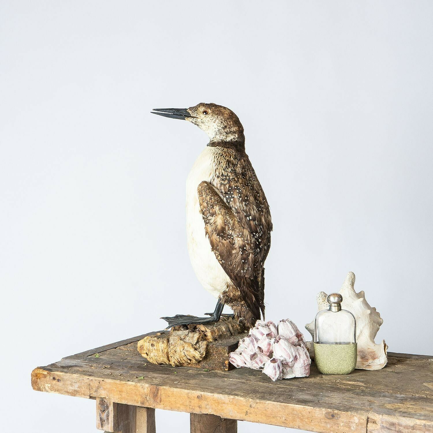 photo vinterior Antique Mounted Taxidermy Loon On Naturalistic Base, Early 20th Century Stuffed Aquatic Bird