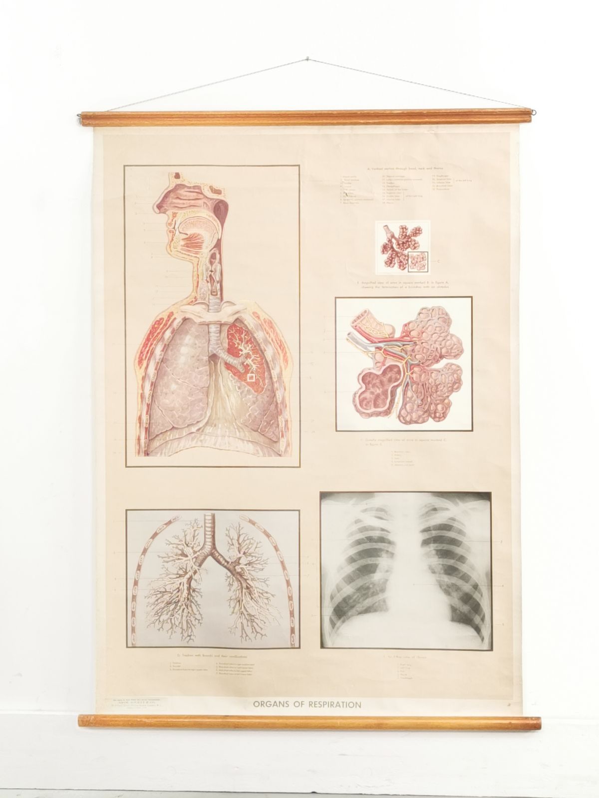 Respiratory Organ Medical Teaching Aid Poster By Adam Rouilly, 1940s. photo 135.0