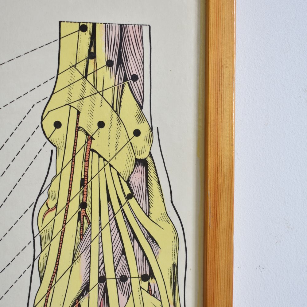 Vintage French Anatomy Chart  Hand And Foot photo for sale