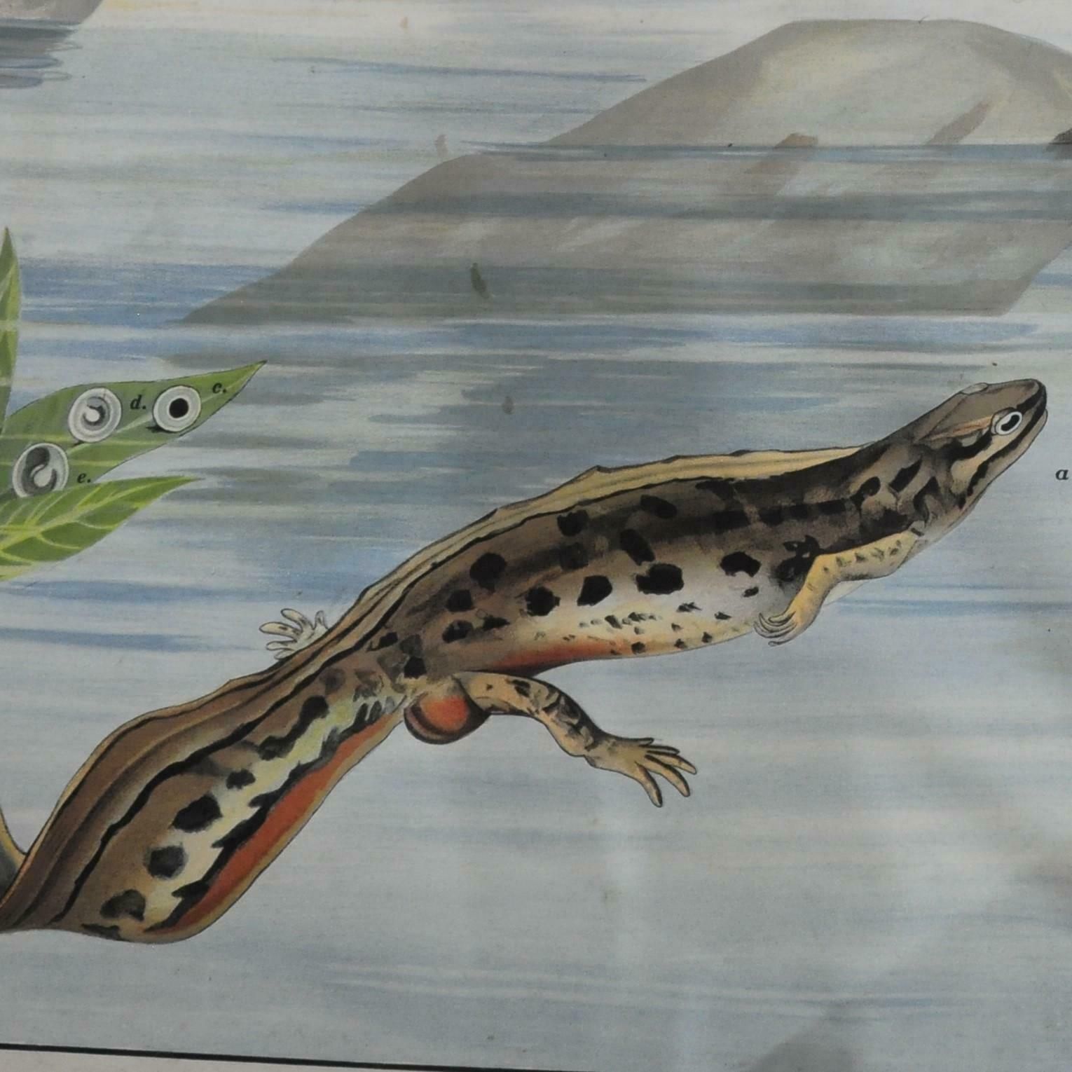 Vintage Wall Chart Print Salamander Newt Amphibians Tadpoles Underwater photo for sale