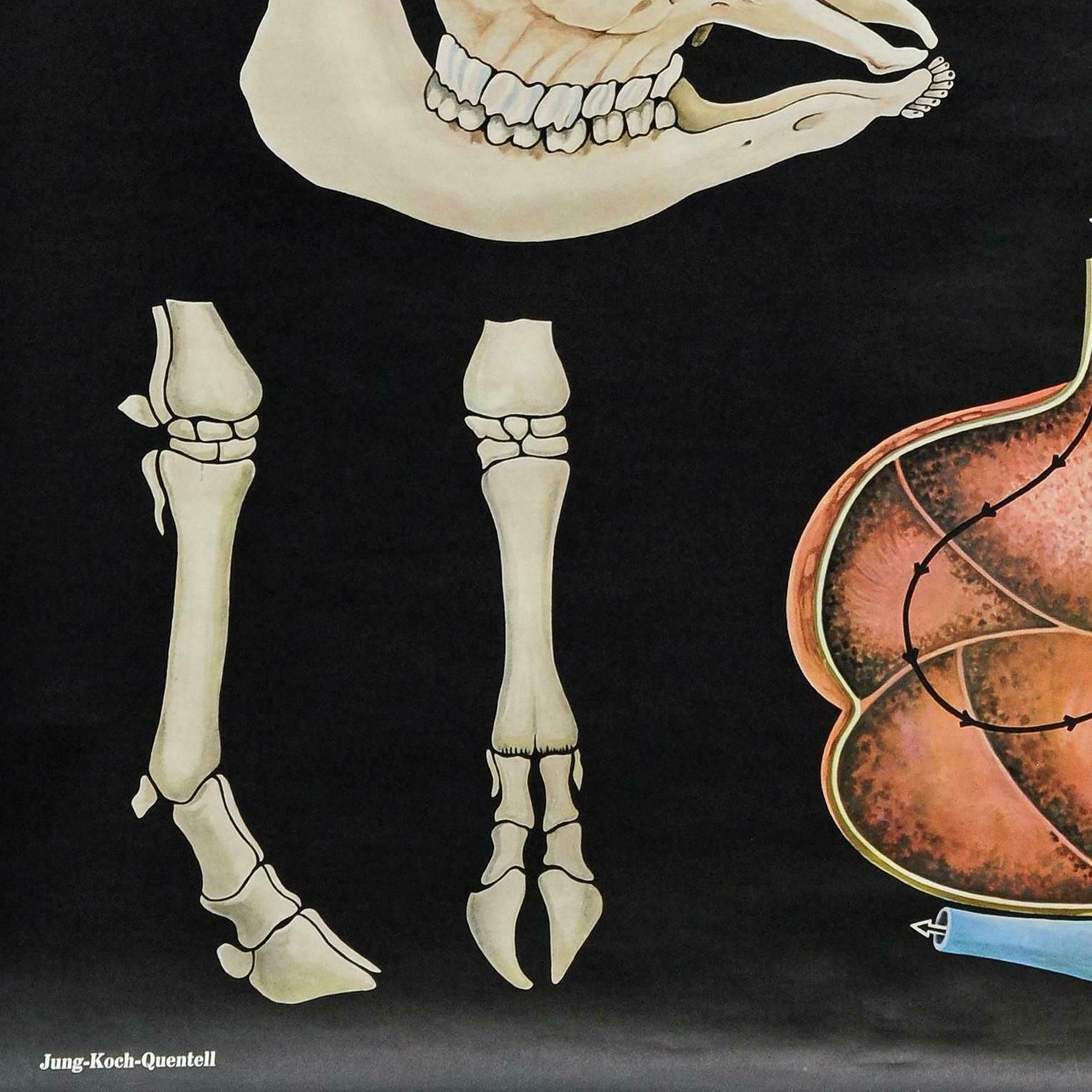 Cattle Cow Anatomy Jung Koch Quentell Art Print Vintage Deco Wall Chart Poster photo vinterior