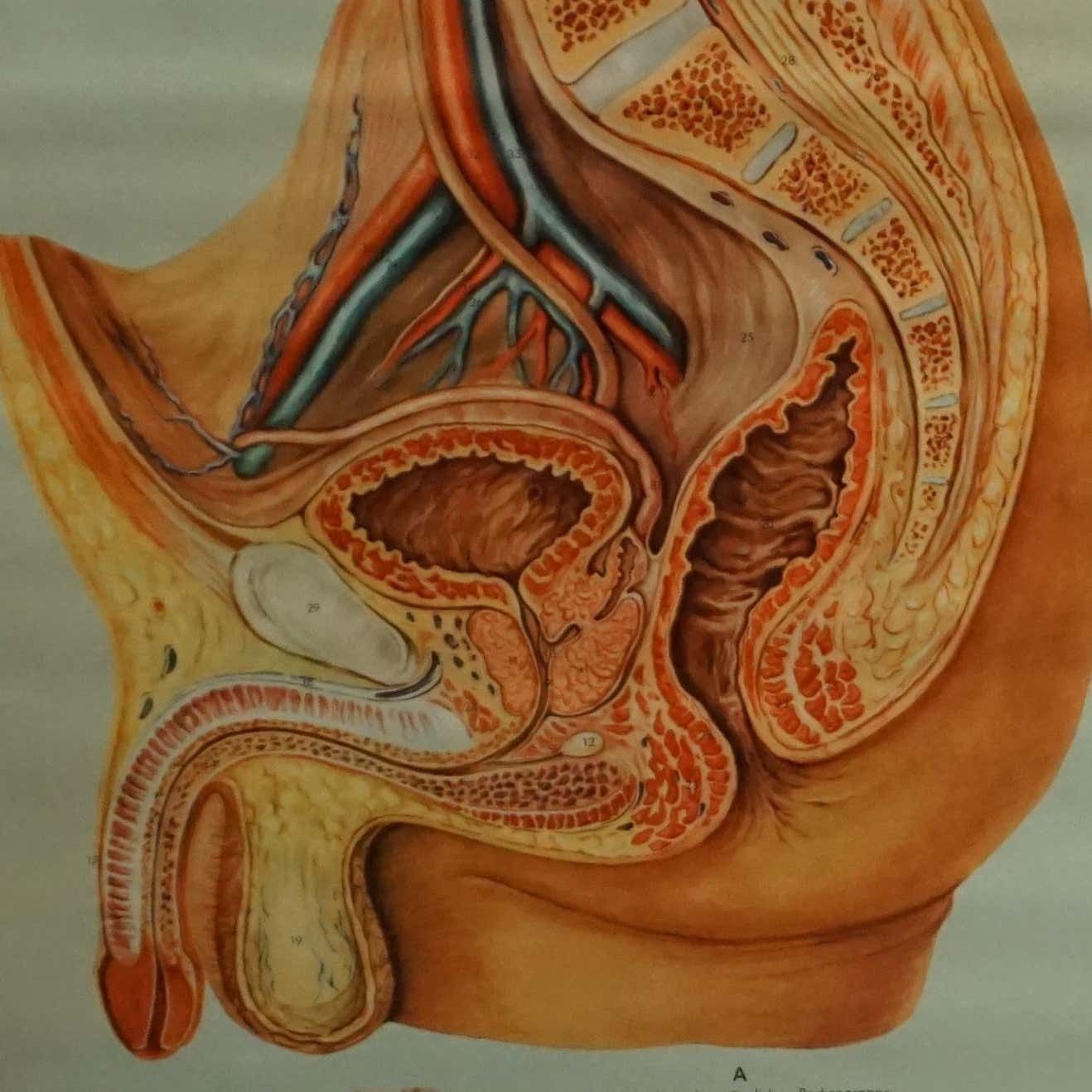 Vintage Medical Poster Pull Down Wall Chart About The Male Pelvic Organs photo furniture