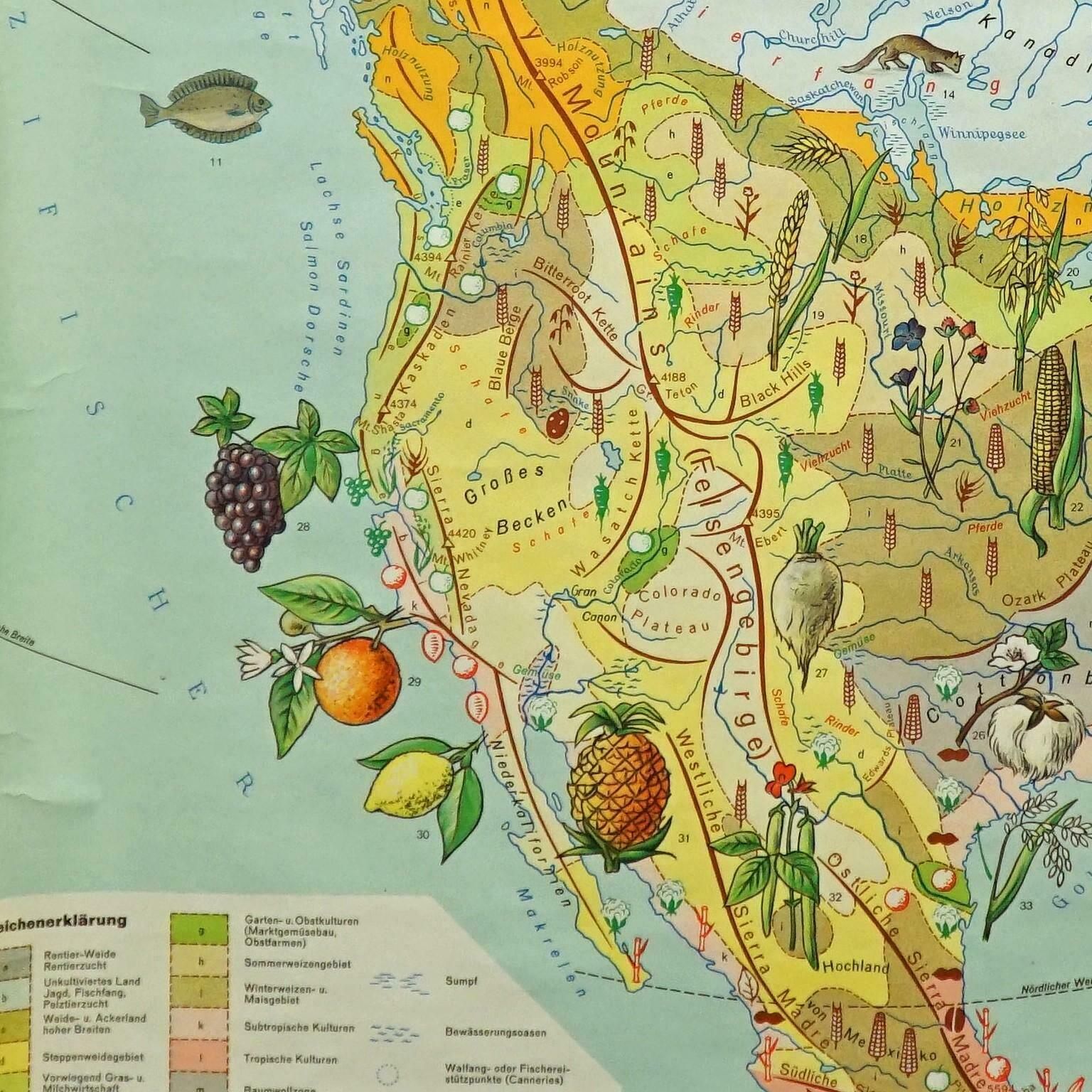 Land Use And Livestock North America Picture Map Wall Chart Poster Mural photo Art