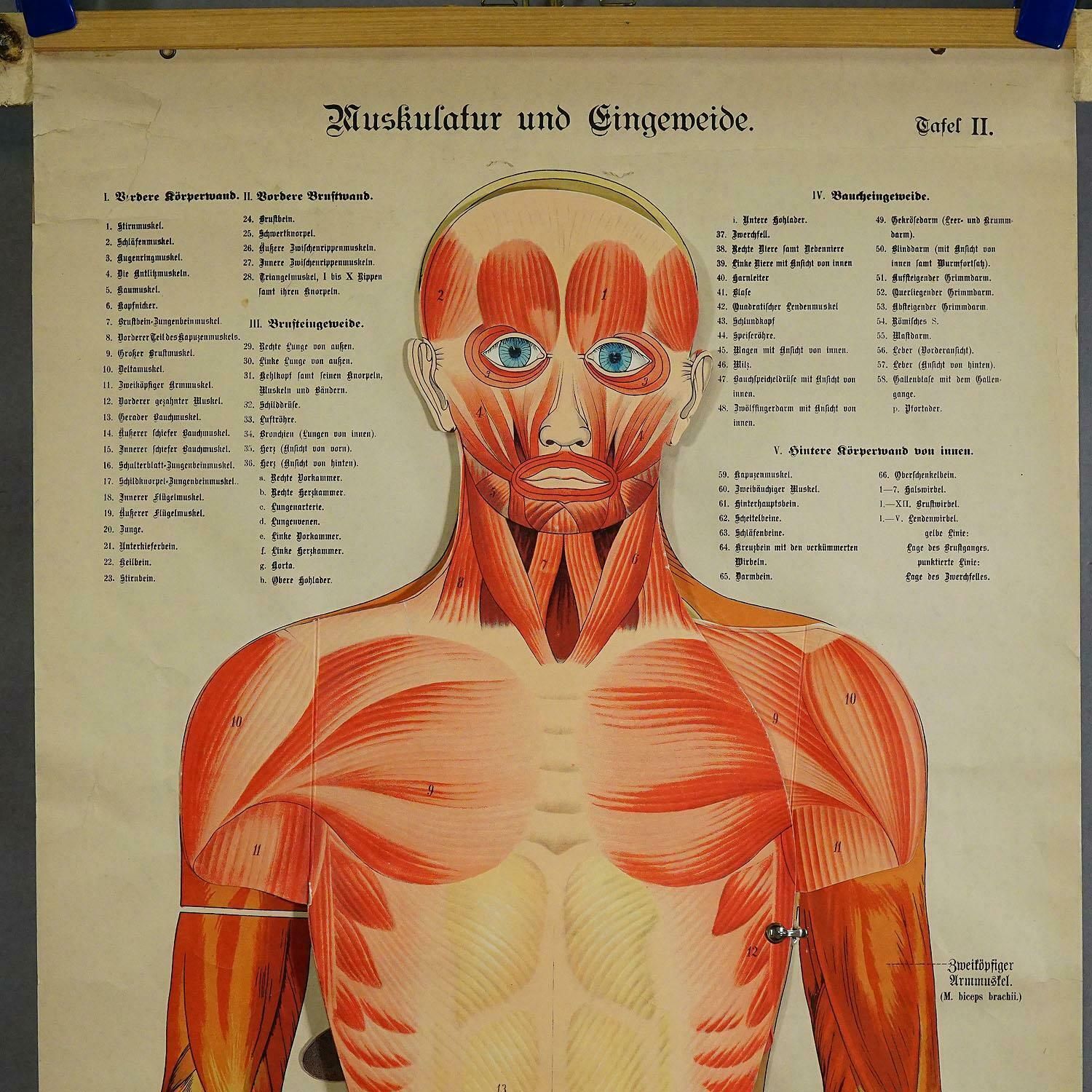 Antique Foldable Anatomical Wall Chart Depicting Human Musculature photo furniture