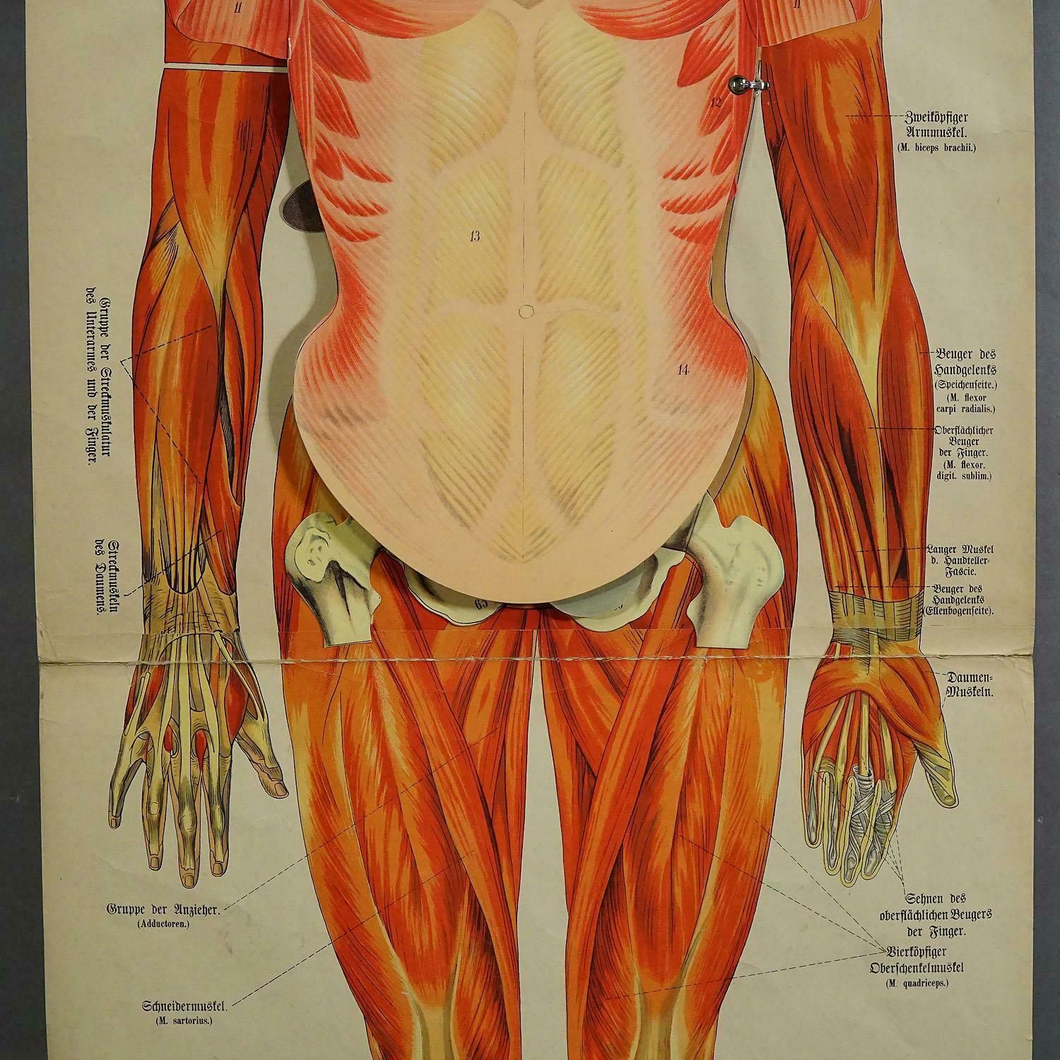 Antique Foldable Anatomical Wall Chart Depicting Human Musculature photo for sale