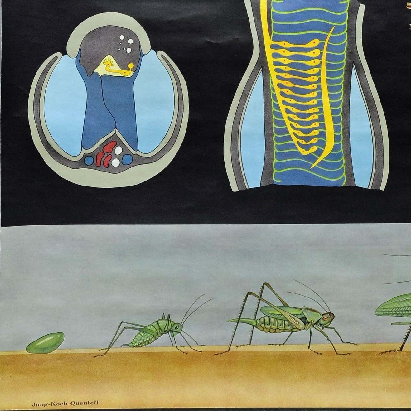 Vintage School Wall Chart Jung Koch Quentell Biology Animals Bush Cricket photo Art