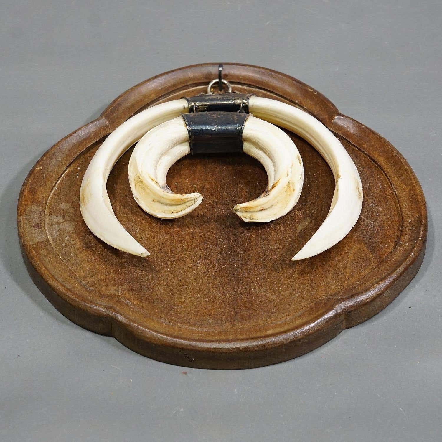 Large Vintage Wild Boar Tusk Trophy On Wooden Plaque Germany 1970s photo 209.0