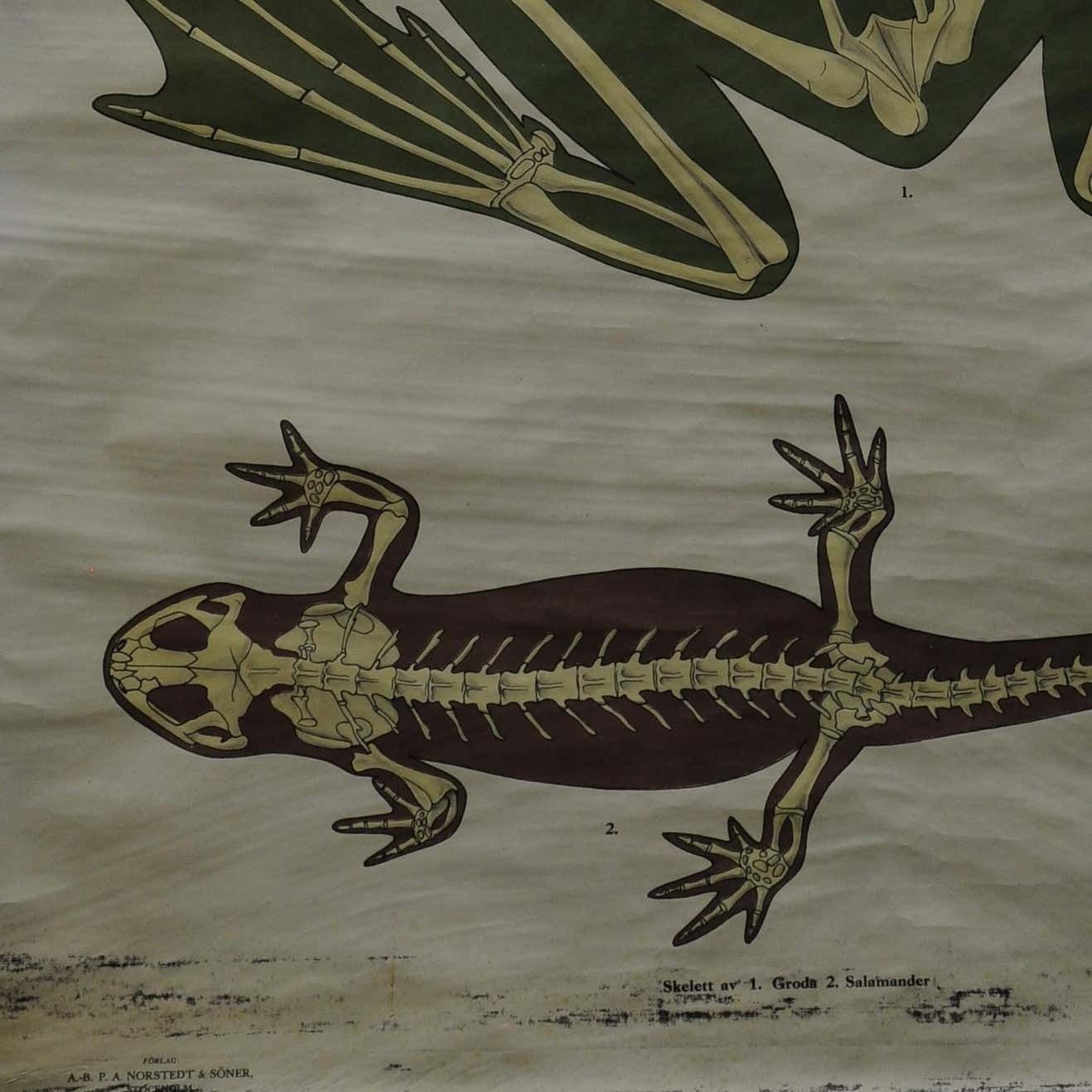 Vintage Swedisch Pull Down Wall Chart Skeletons Anatomy Of Amphibians photo Art