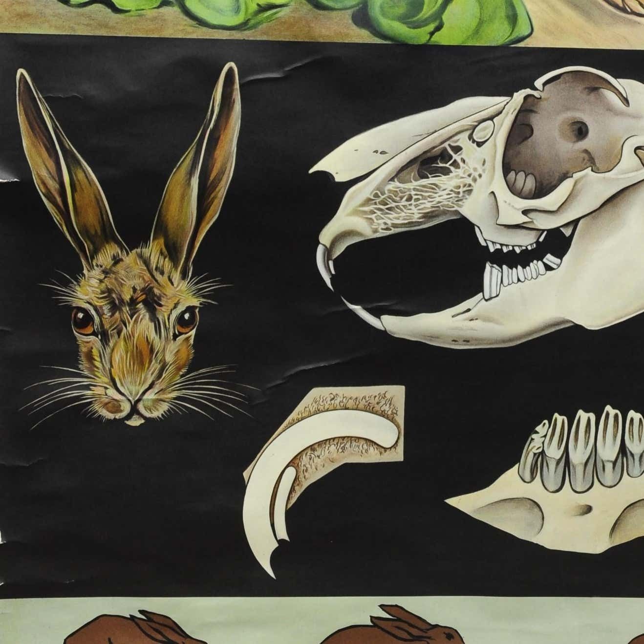 Jung Koch Quentell Wall Chart Poster Animals Brown Hare Common Rabbit photo Art