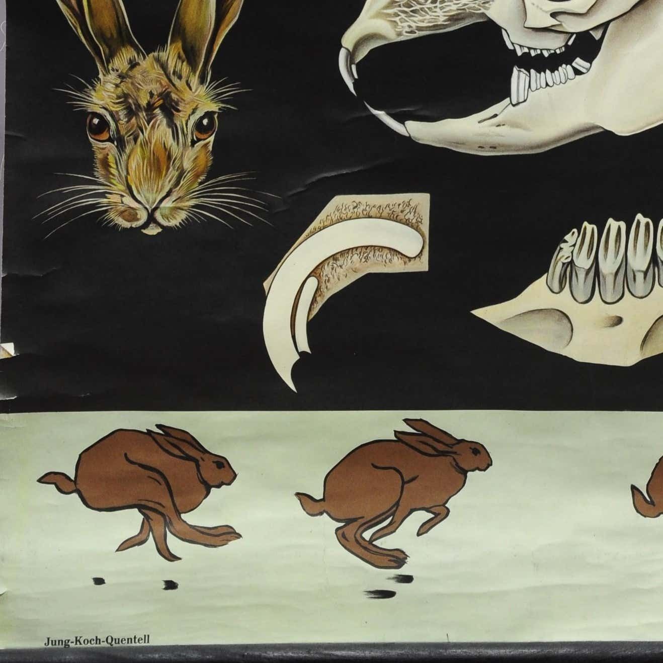 Jung Koch Quentell Wall Chart Poster Animals Brown Hare Common Rabbit photo vinterior