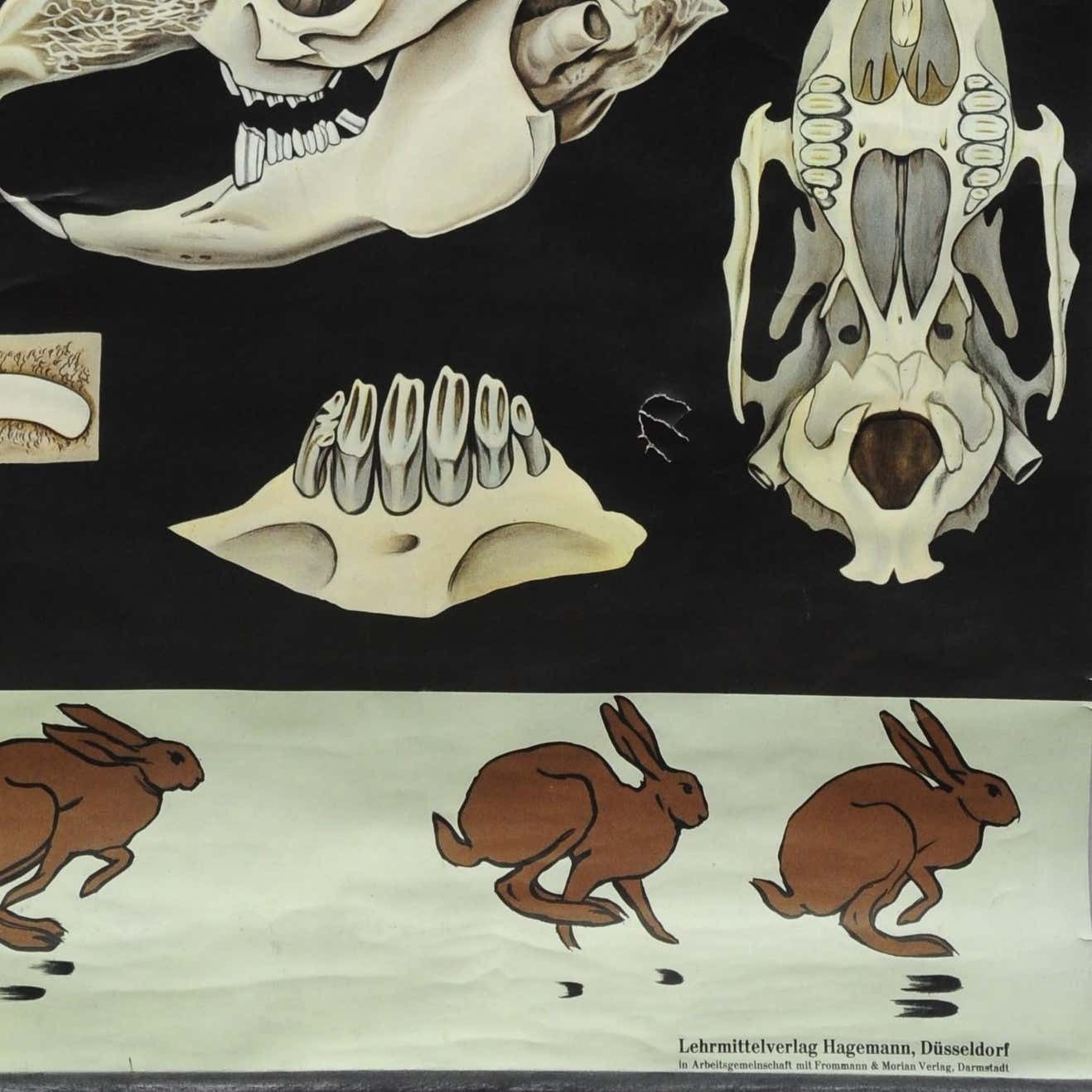 Jung Koch Quentell Wall Chart Poster Animals Brown Hare Common Rabbit photo buy