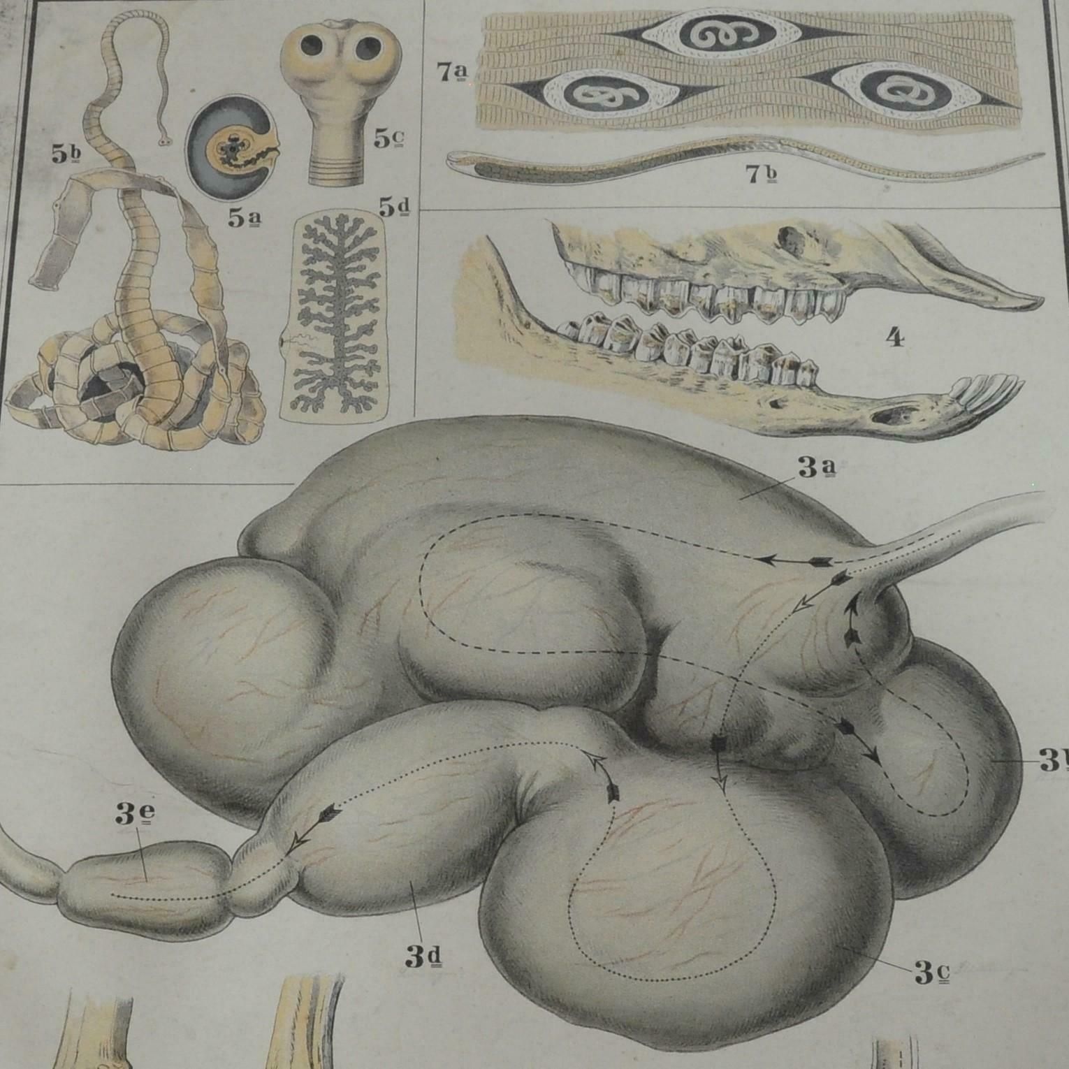 Old Anatomical Farm Animal Wall Chart Print Home And Garden
