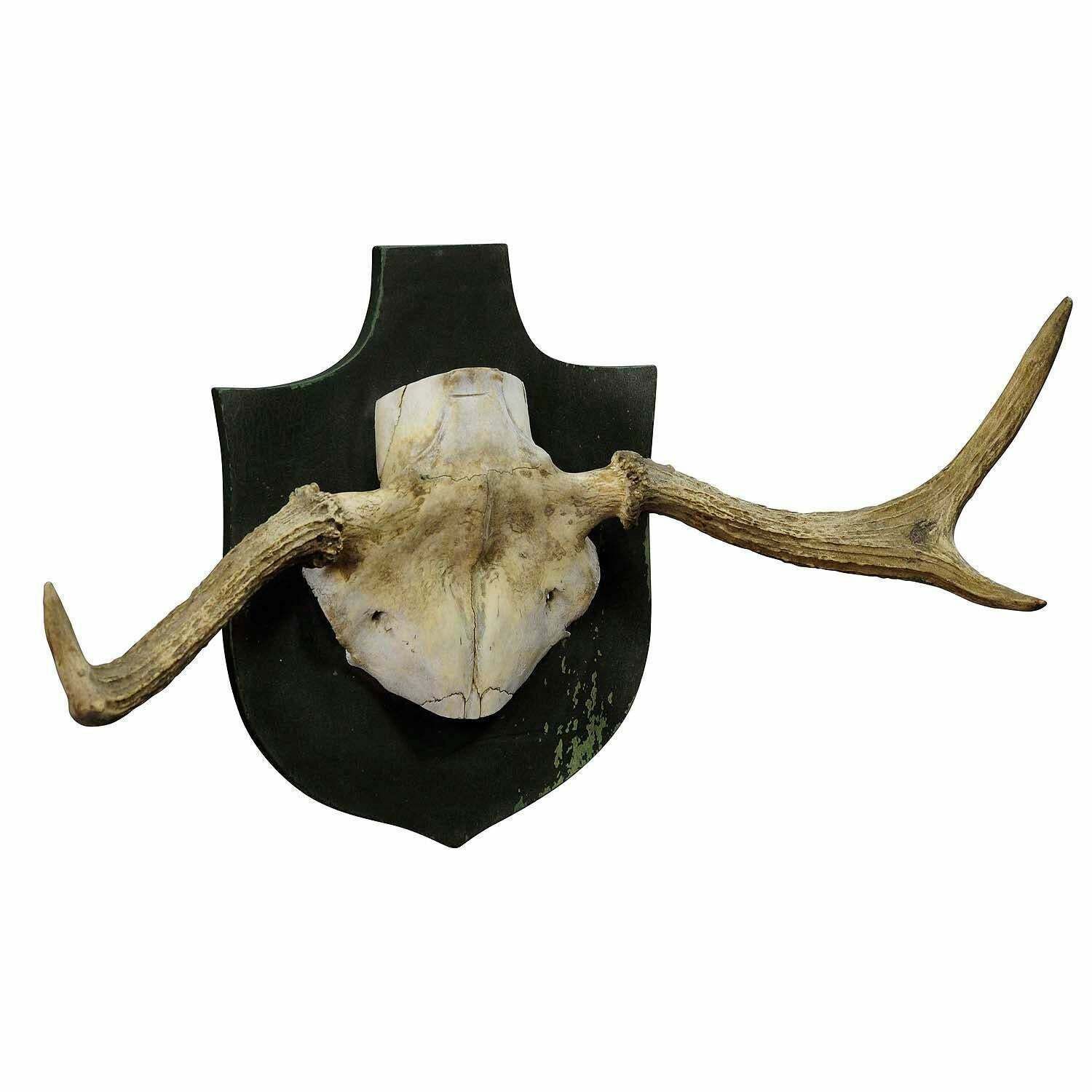 Particular Trophy Of An Abnorme Moose From A Noble Estate, Circa 1930s photo furniture