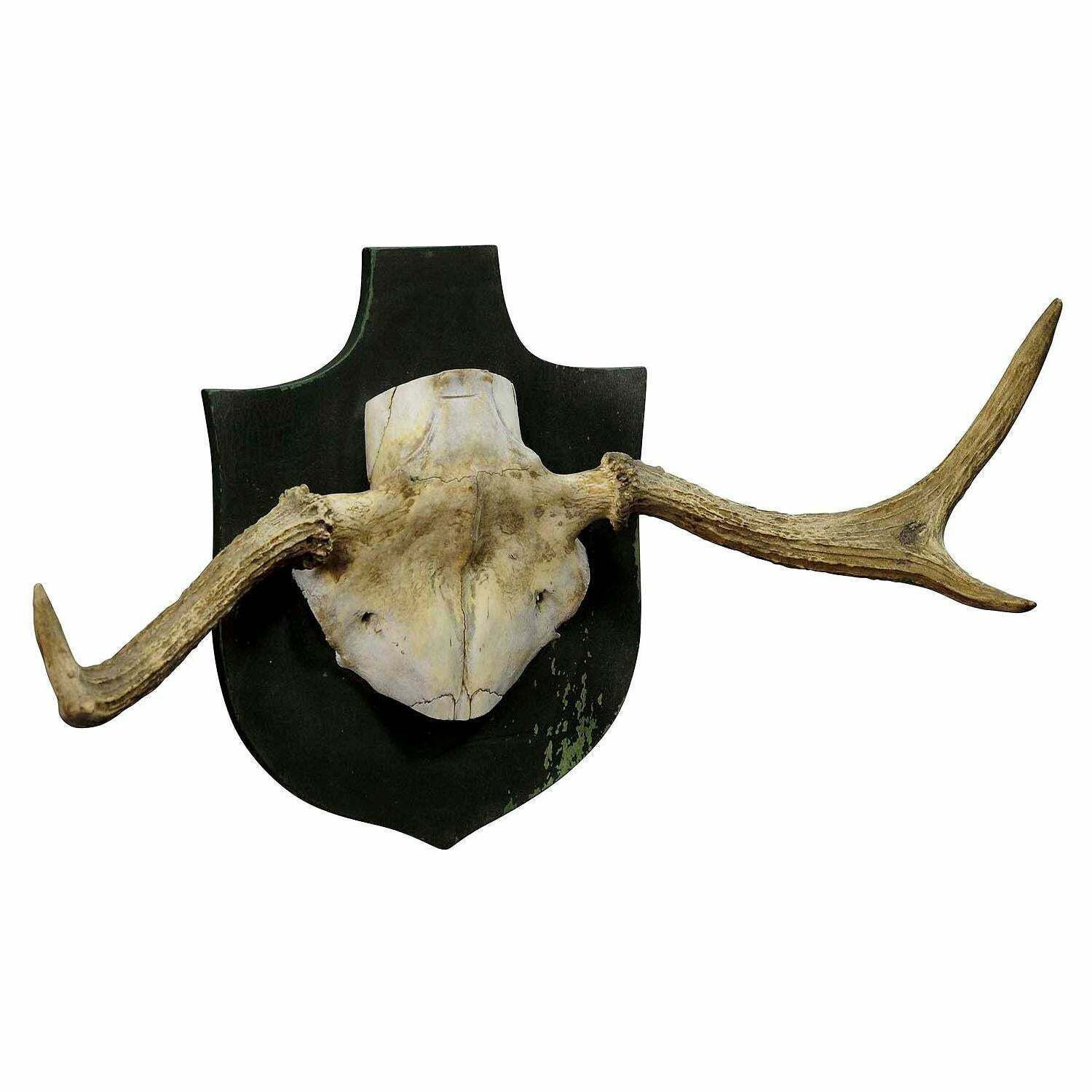 Particular Trophy Of An Abnorme Moose From A Noble Estate, Circa 1930s photo Home Decor