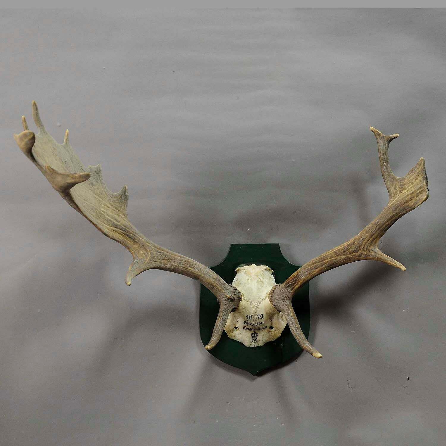 Black Forest Fallow Deer Trophy From Salem, Spain, 1979