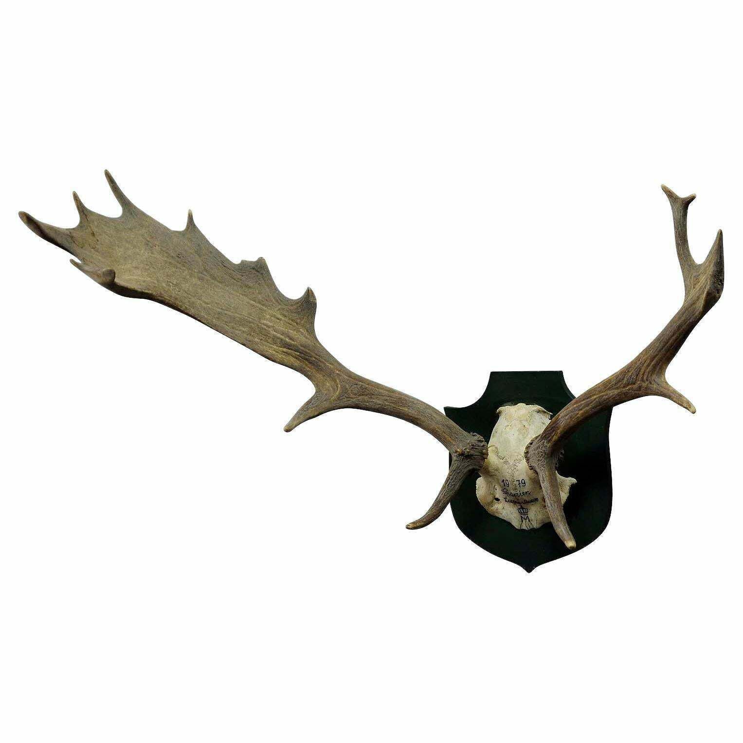 Black Forest Fallow Deer Trophy From Salem, Spain, 1979 photo Home Decor