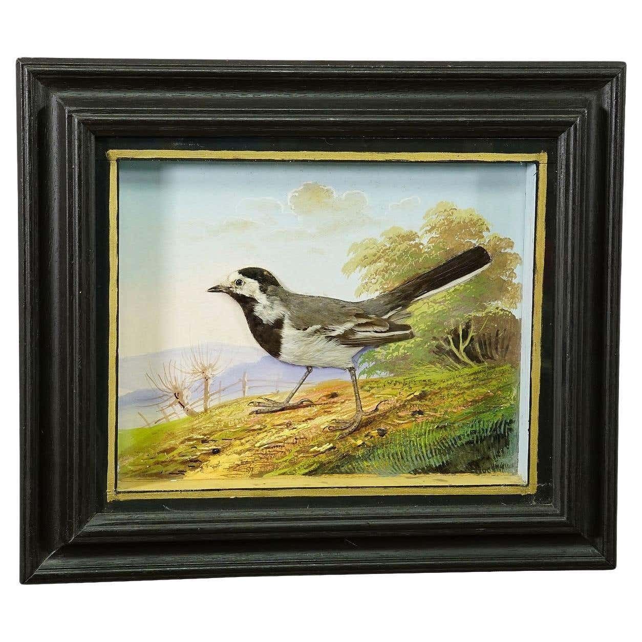 Victorian Taxidermy Diorama With White Wagtail Ca. 1900