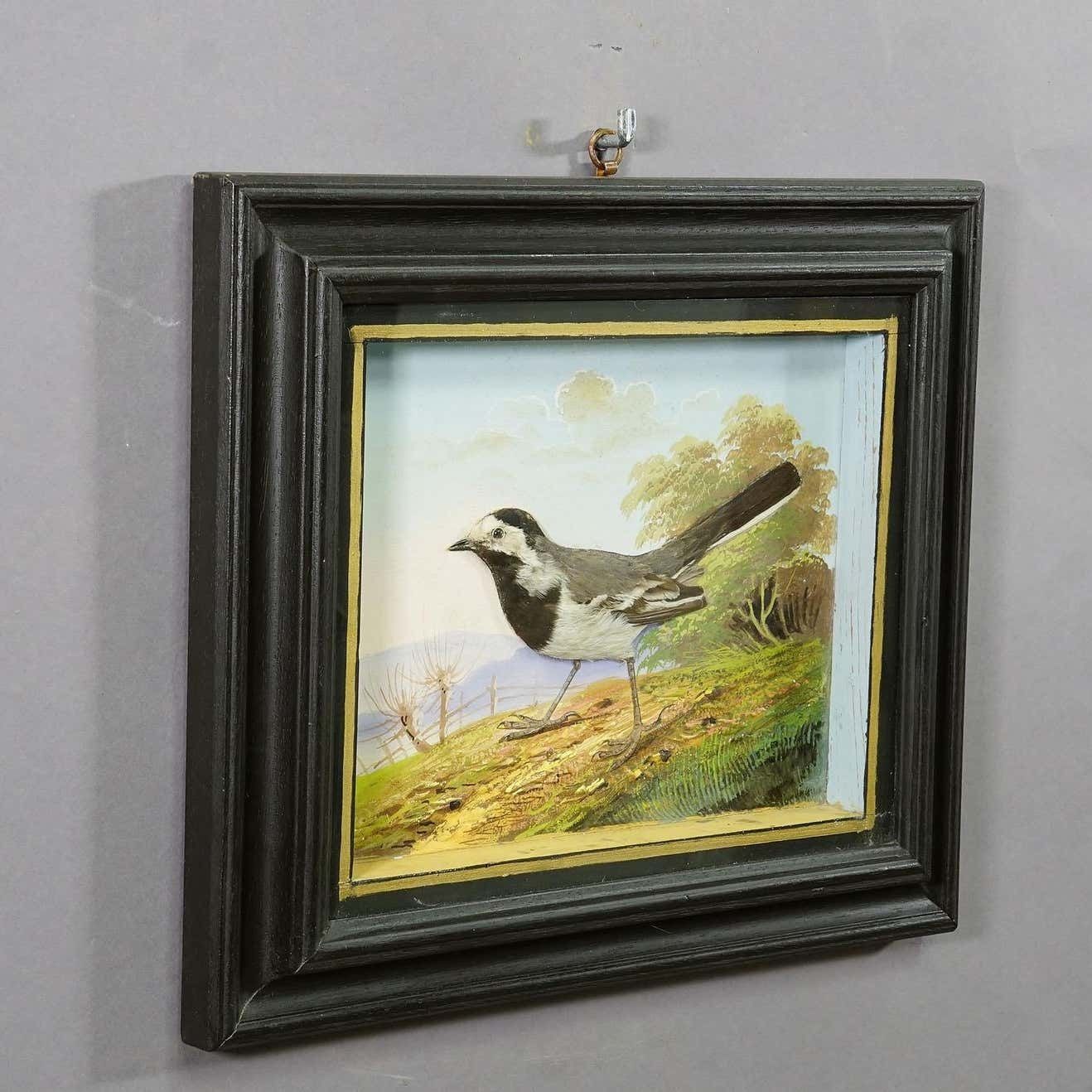 Victorian Taxidermy Diorama With White Wagtail Ca. 1900 photo for sale