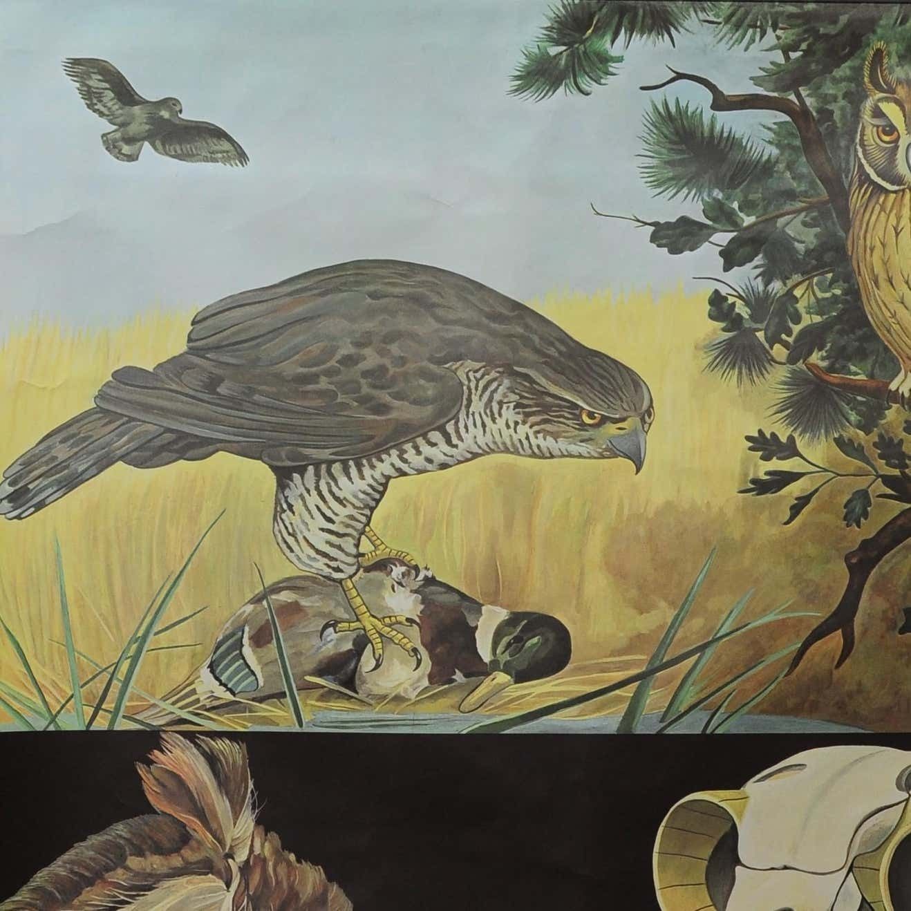 Jung Koch Quentell Rollable Wall Chart Poster Goshawk Buzzard Long Eared Owl photo furniture