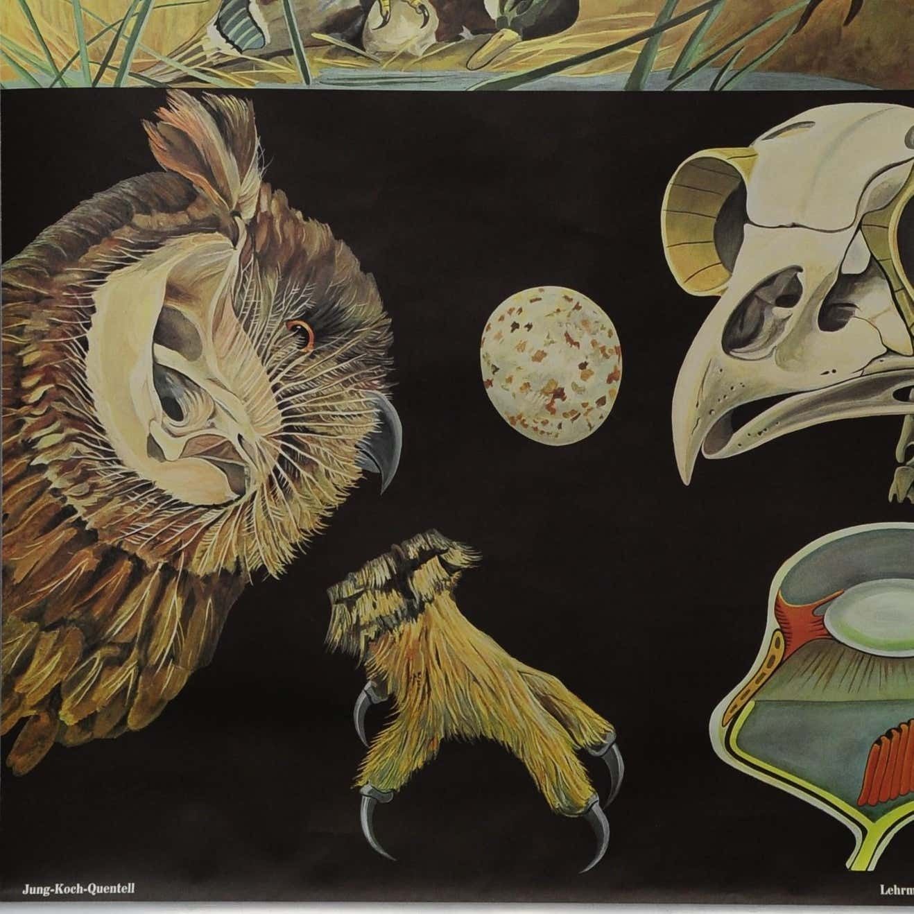 Jung Koch Quentell Rollable Wall Chart Poster Goshawk Buzzard Long Eared Owl photo for sale