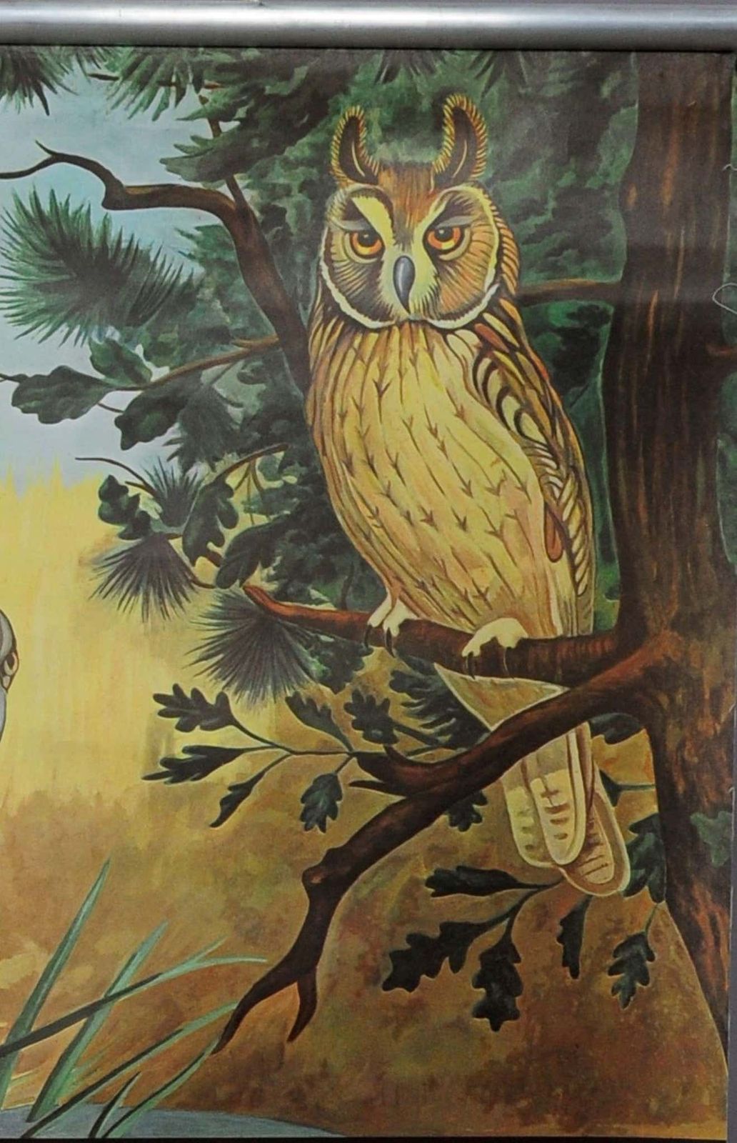 Jung Koch Quentell Rollable Wall Chart Poster Goshawk Buzzard Long Eared Owl photo 274.0