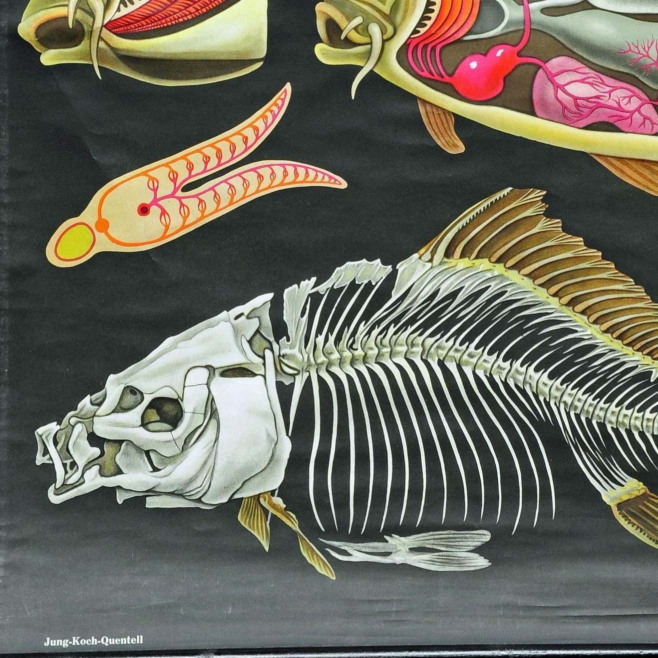 Vintage School Wall Chart Jung Koch Quentell Biology Animals Carp Maritime Decor photo for sale