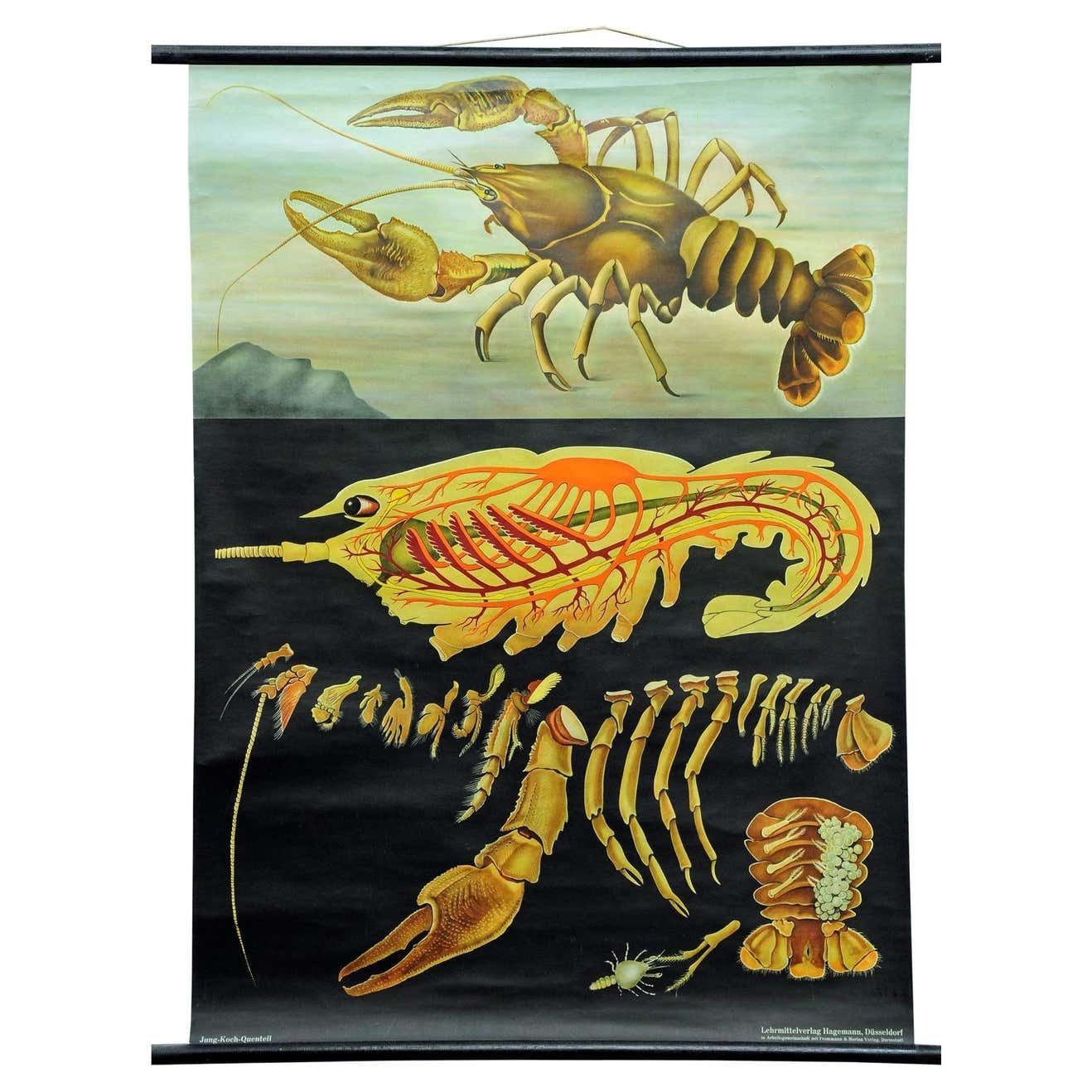 Vintage Poster Pull Down Wall Chart Jung Koch Quentell Crayfish Maritime Deco