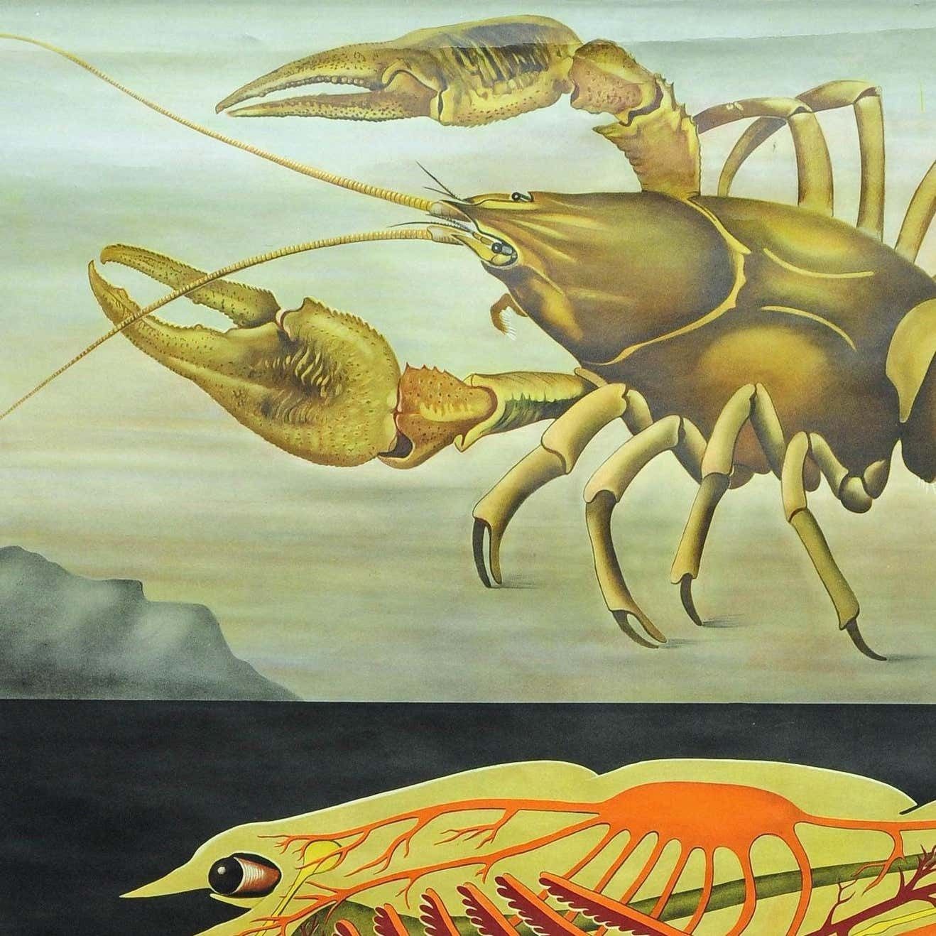 Vintage Poster Pull Down Wall Chart Jung Koch Quentell Crayfish Maritime Deco photo furniture