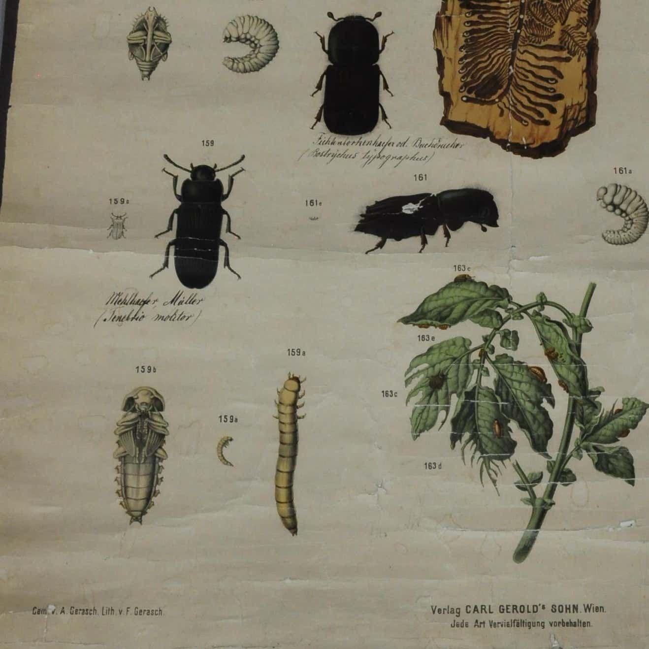 Old Vintage Poster Wall Chart Beetles Insects Overview photo furniture