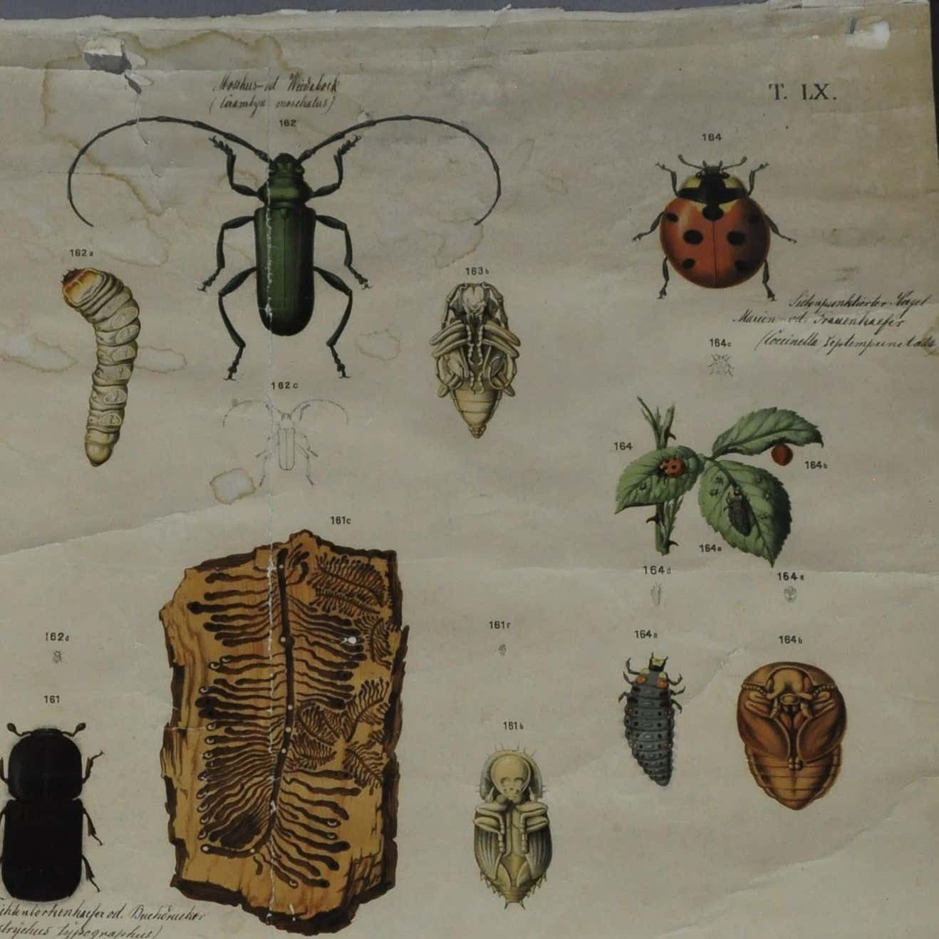 Old Vintage Poster Wall Chart Beetles Insects Overview photo for sale