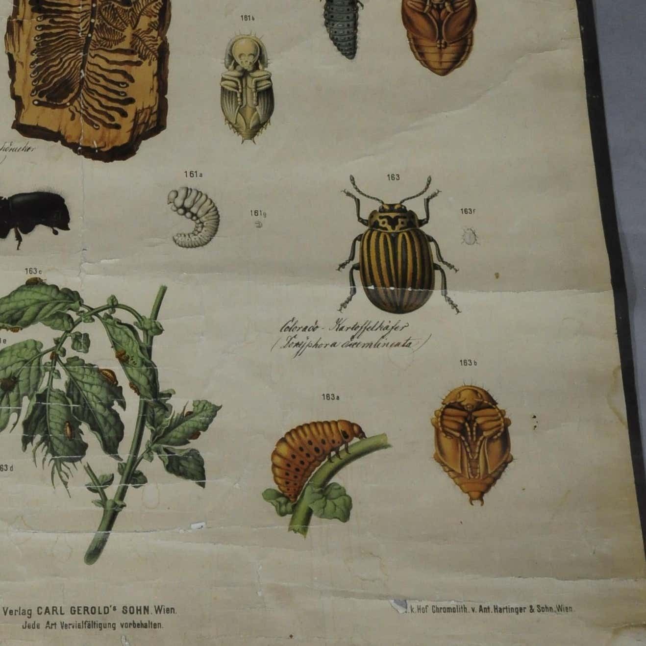 Old Vintage Poster Wall Chart Beetles Insects Overview photo Art