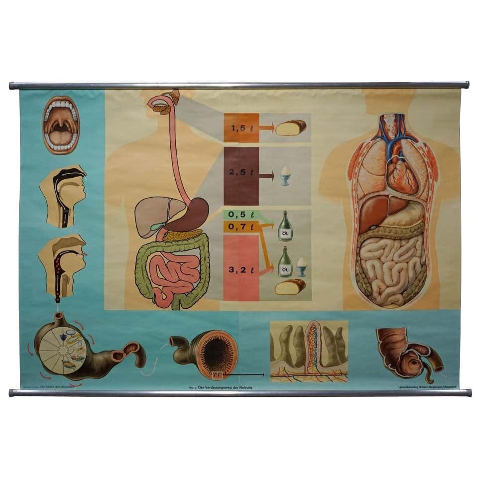 Hagemann Human Body Poster Wall Chart Print Digestive Tract Of Food