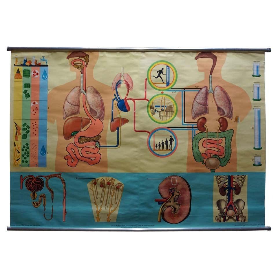 Vintage Medical Wall Chart Human Metabolism Body Excretion Water Balance