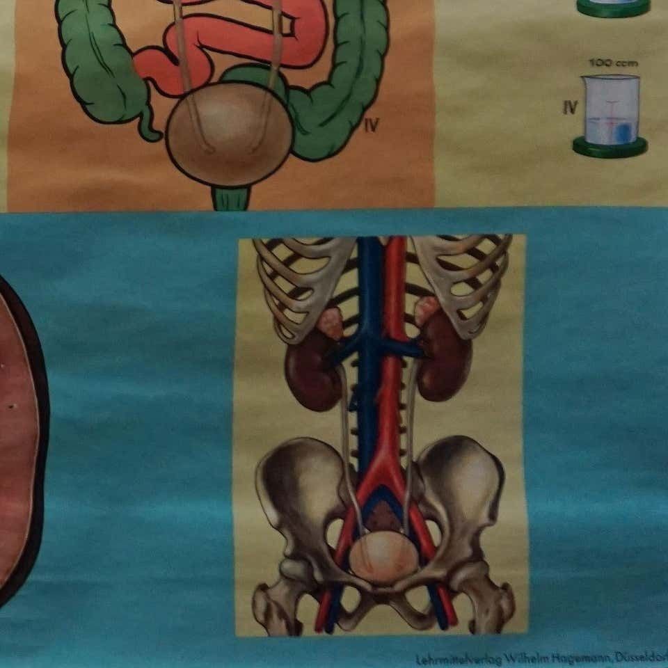 Vintage Medical Wall Chart Human Metabolism Body Excretion Water Balance photo 359.0