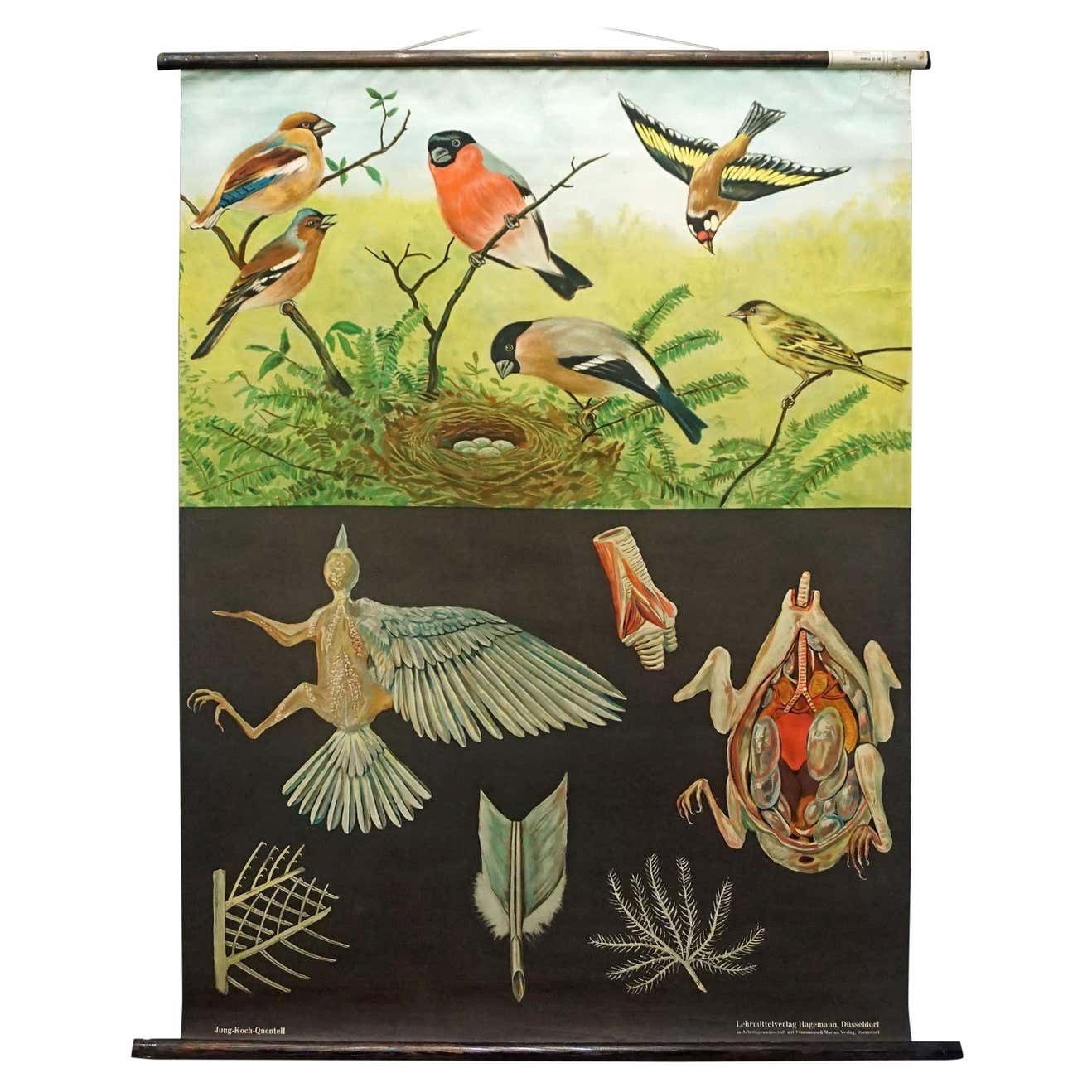 Jung Koch Quentell Vintage Rollable Wallchart Finches Birds