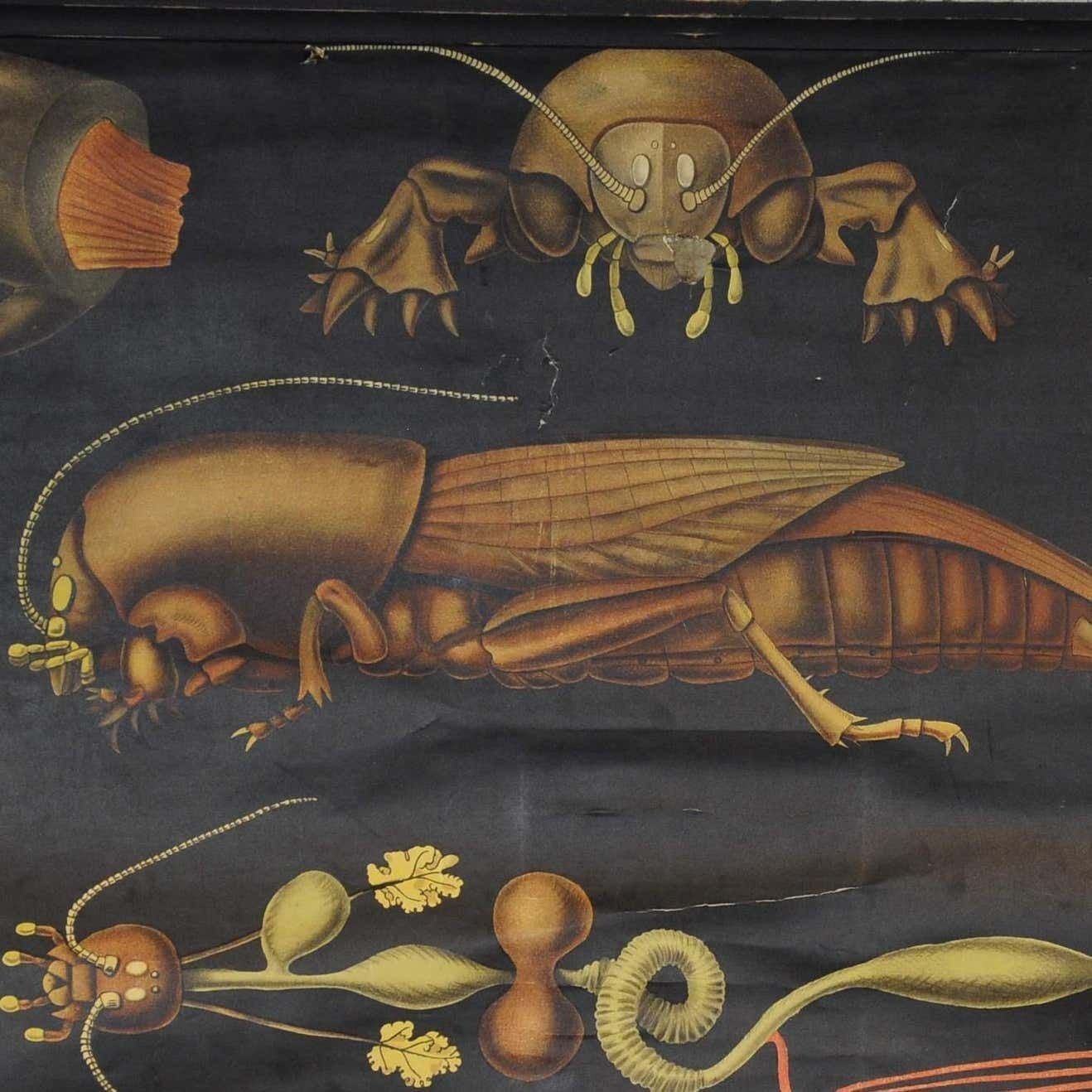 Antique Jung Koch Quentell Rollable Wall Chart European Mole Cricket Gryllotapla photo furniture