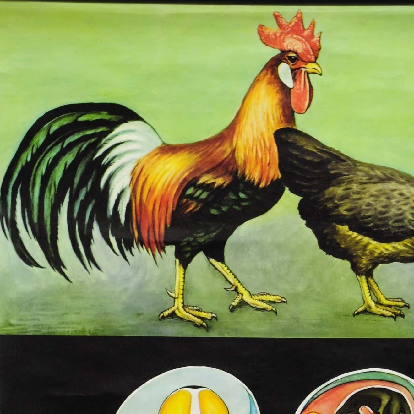 Vintage Pull Down Wall Chart Jung Koch Quentell Chicken Hen Country Style photo furniture
