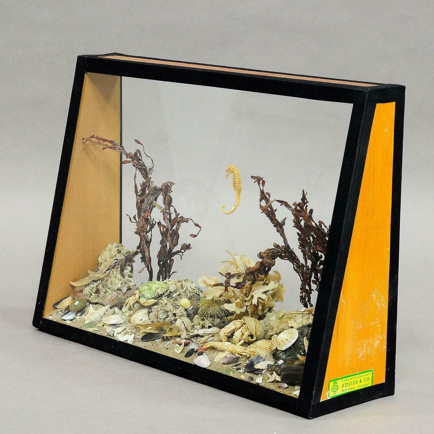 Antique Under The Water School Specimen photo vinterior