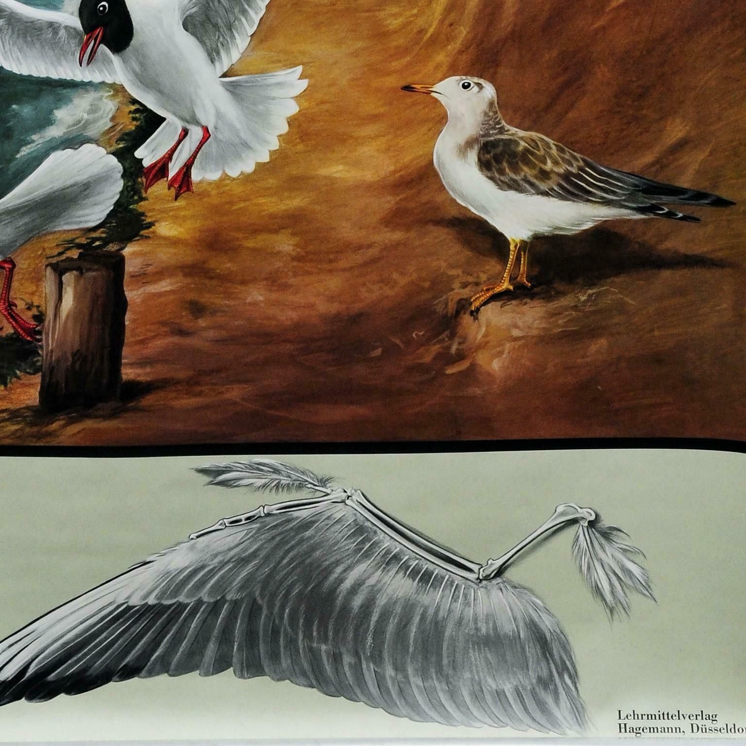 Vintage Wall Chart Picture Poster Birds Black Headed Gull Jung Koch Quentell photo Art