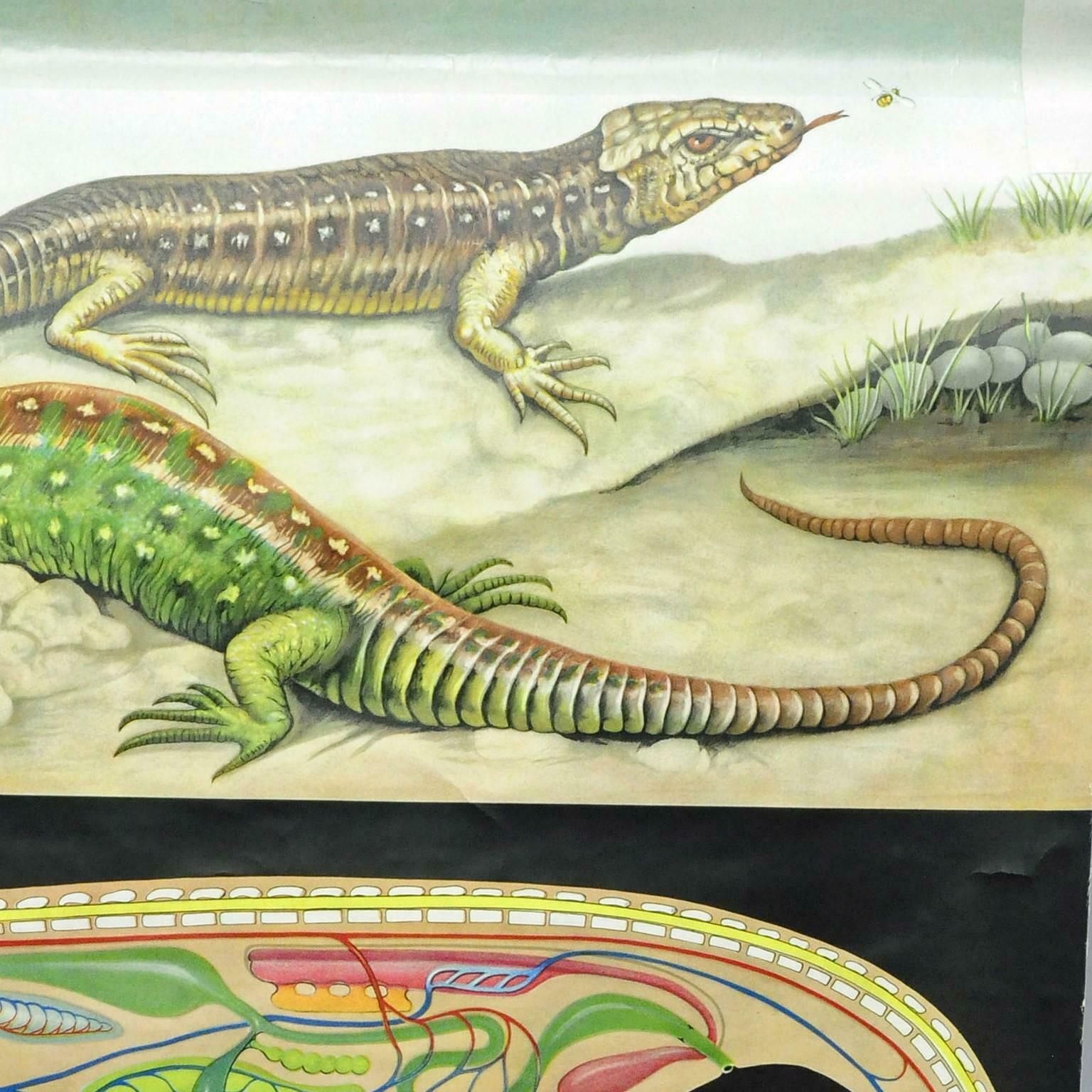 Amphibians Sand Lizard Lacerta Agilis Wallchart Art Print Jung Koch Quentell photo for sale